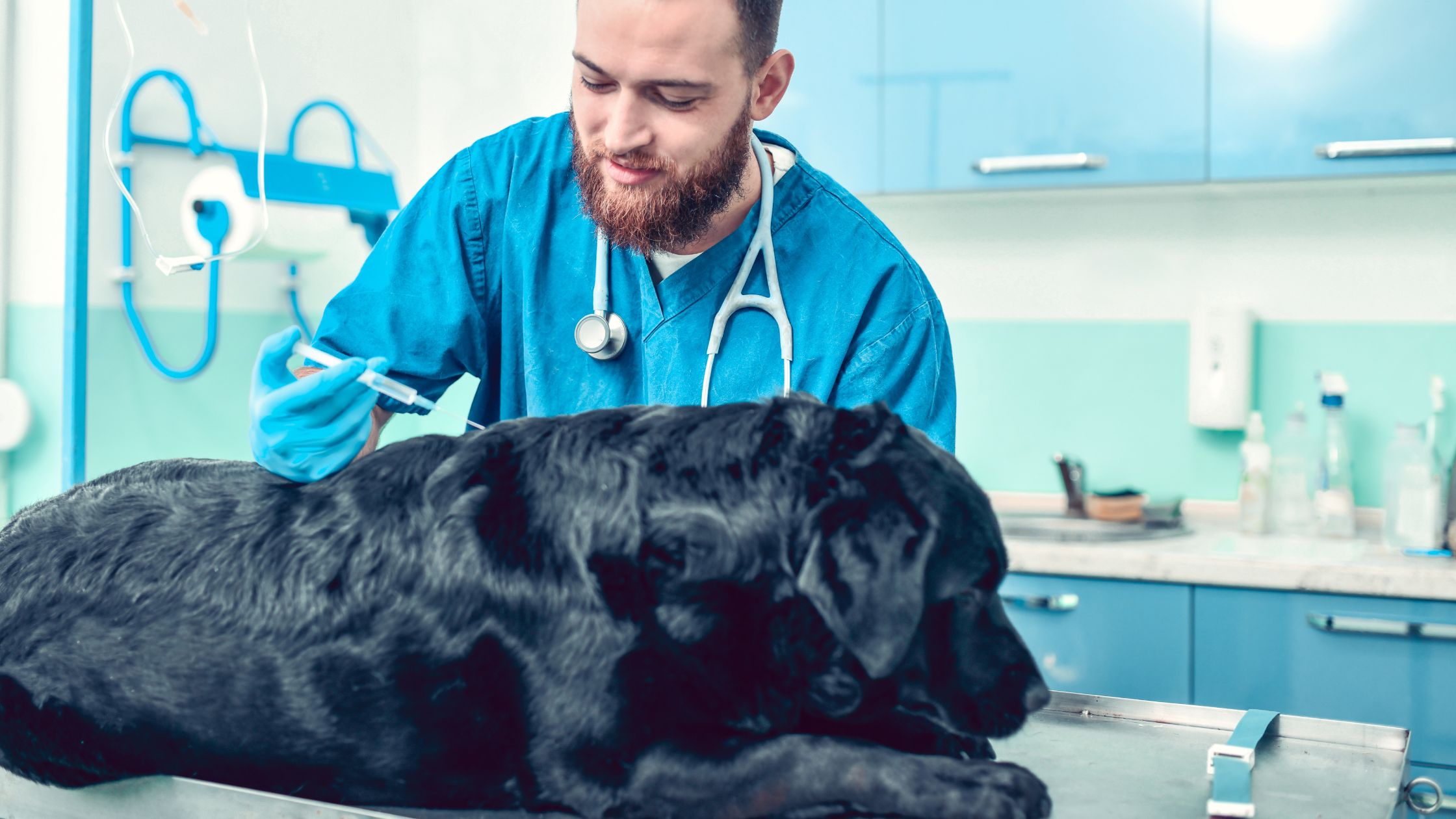 Tot welke leeftijd kan ik mijn hond verzekeren?
