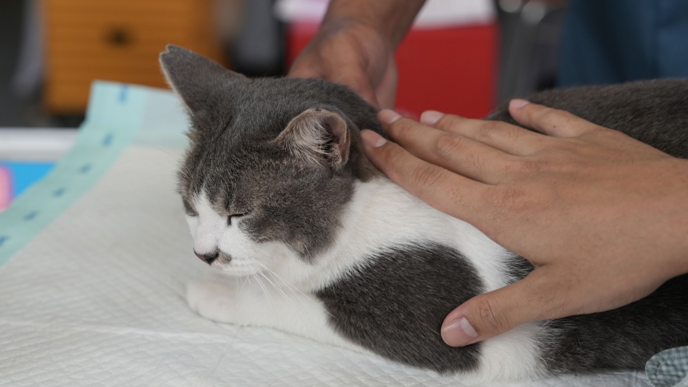 Tot welke leeftijd kan ik mijn kat verzekeren?