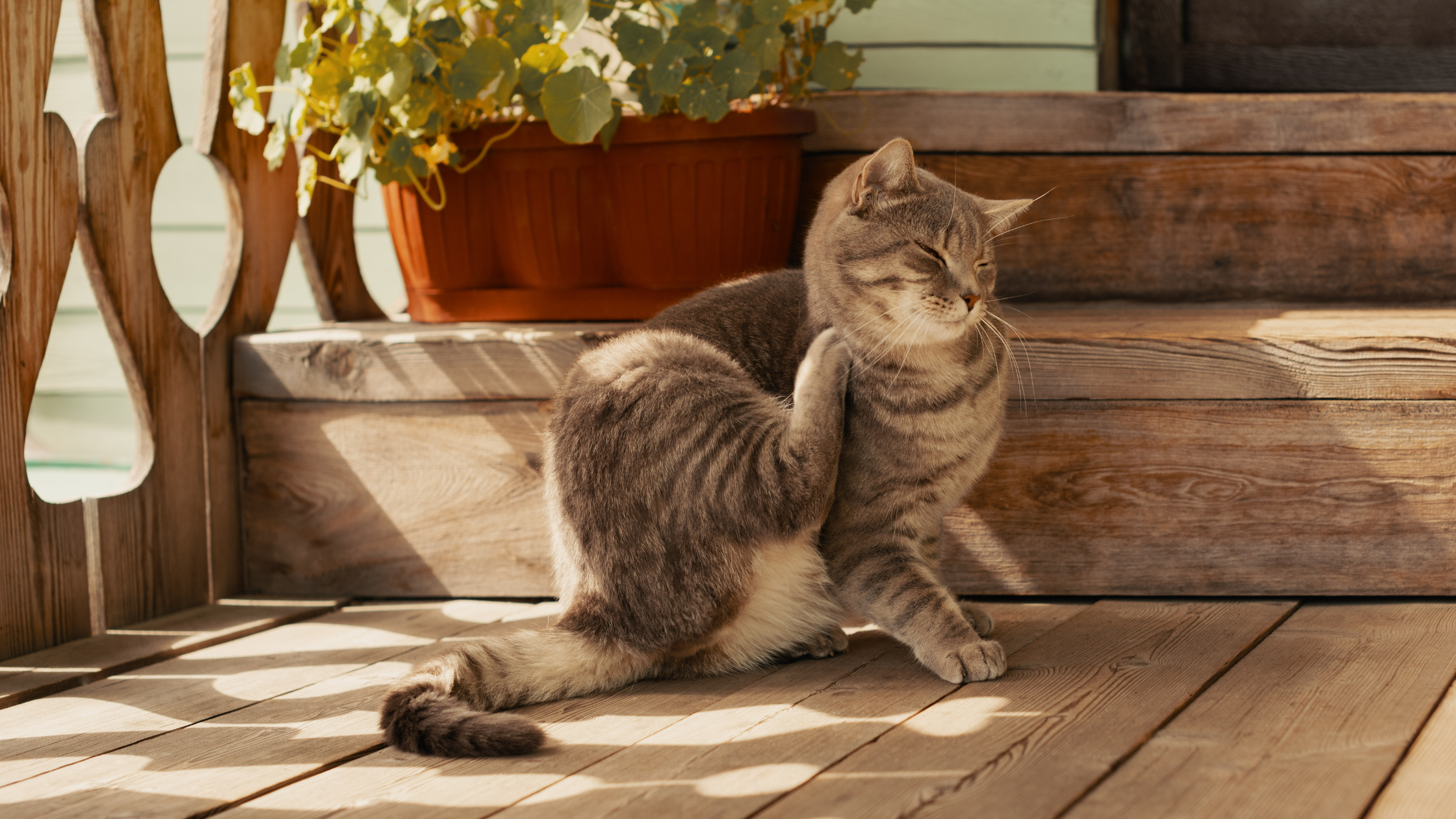 Een kat krabt op zijn rug omdat hij last heeft van atopie