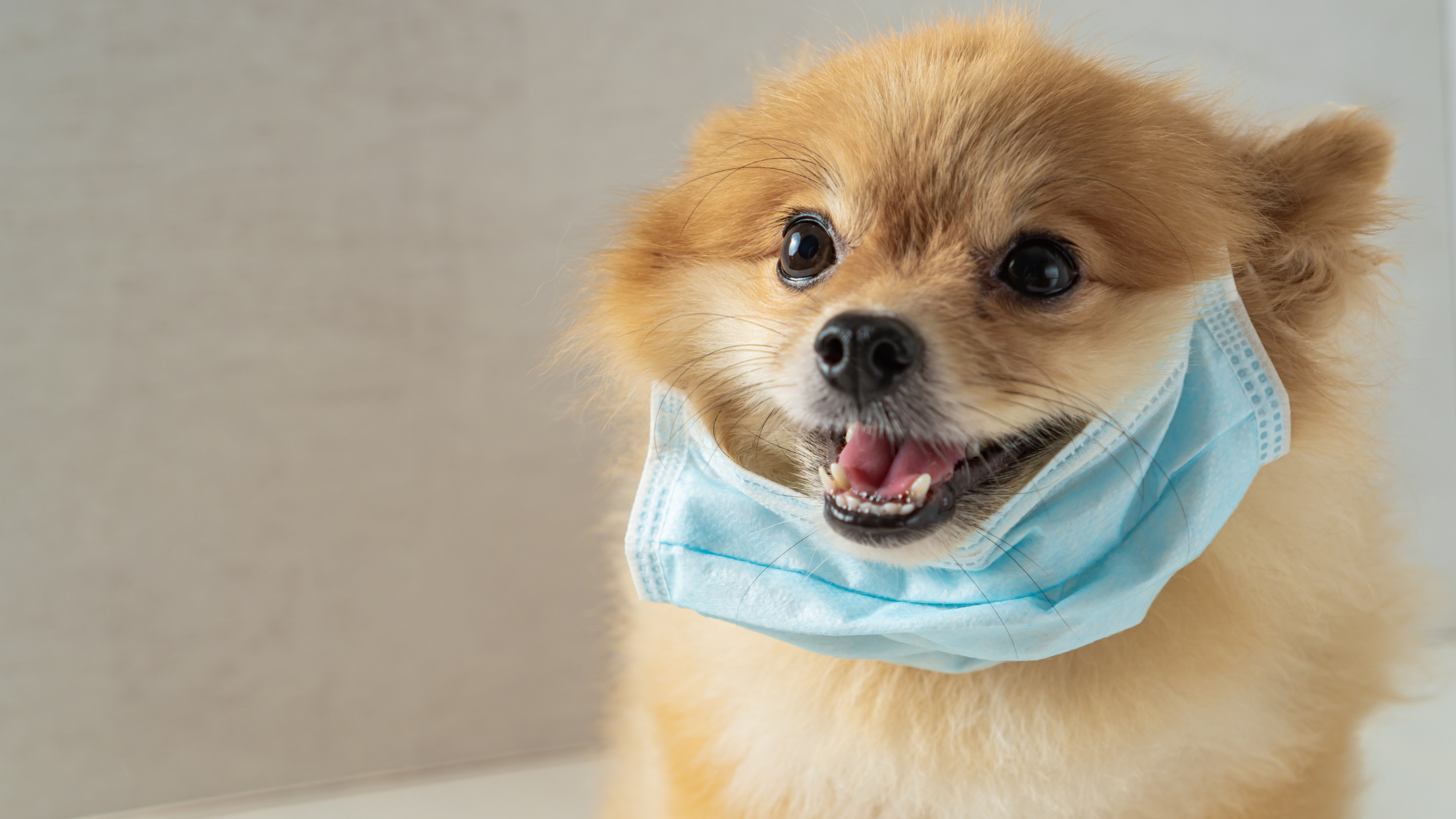 Bronchitis bij honden