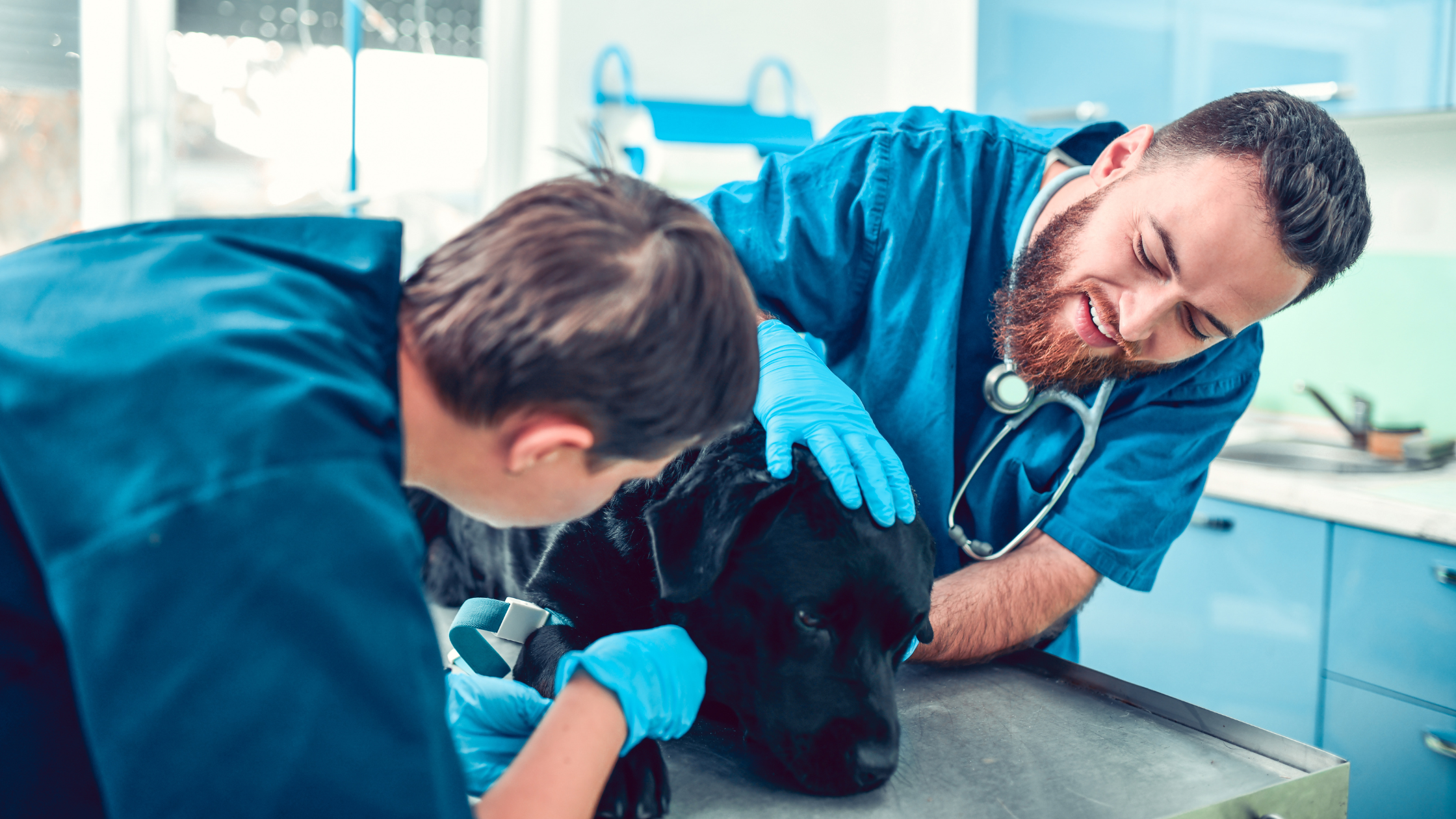 Zwarte Labrador wordt nagekeken door de dierenarts. PetSecur
