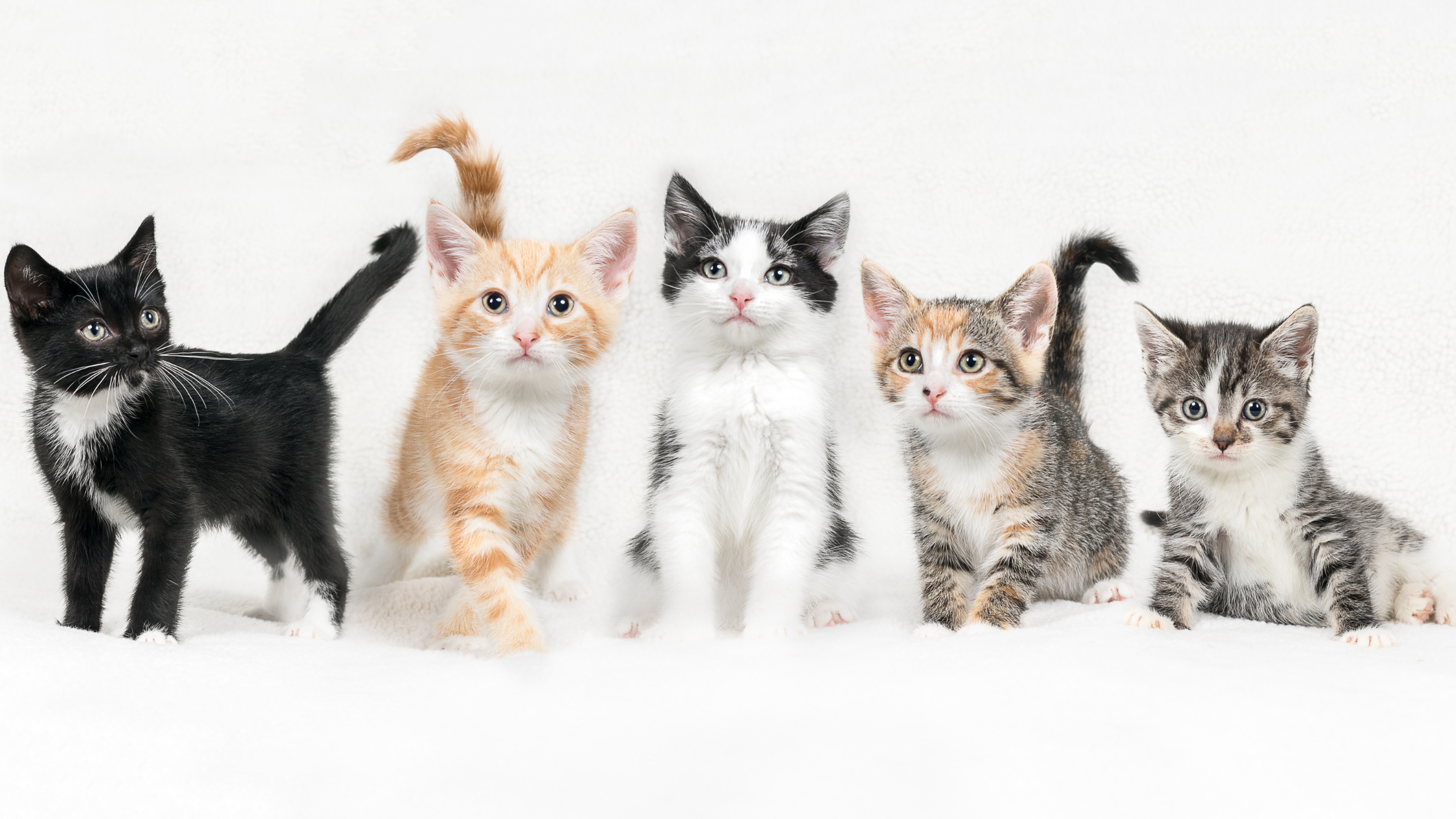 Verschillende kleuren kittens op een rij. PetSecur