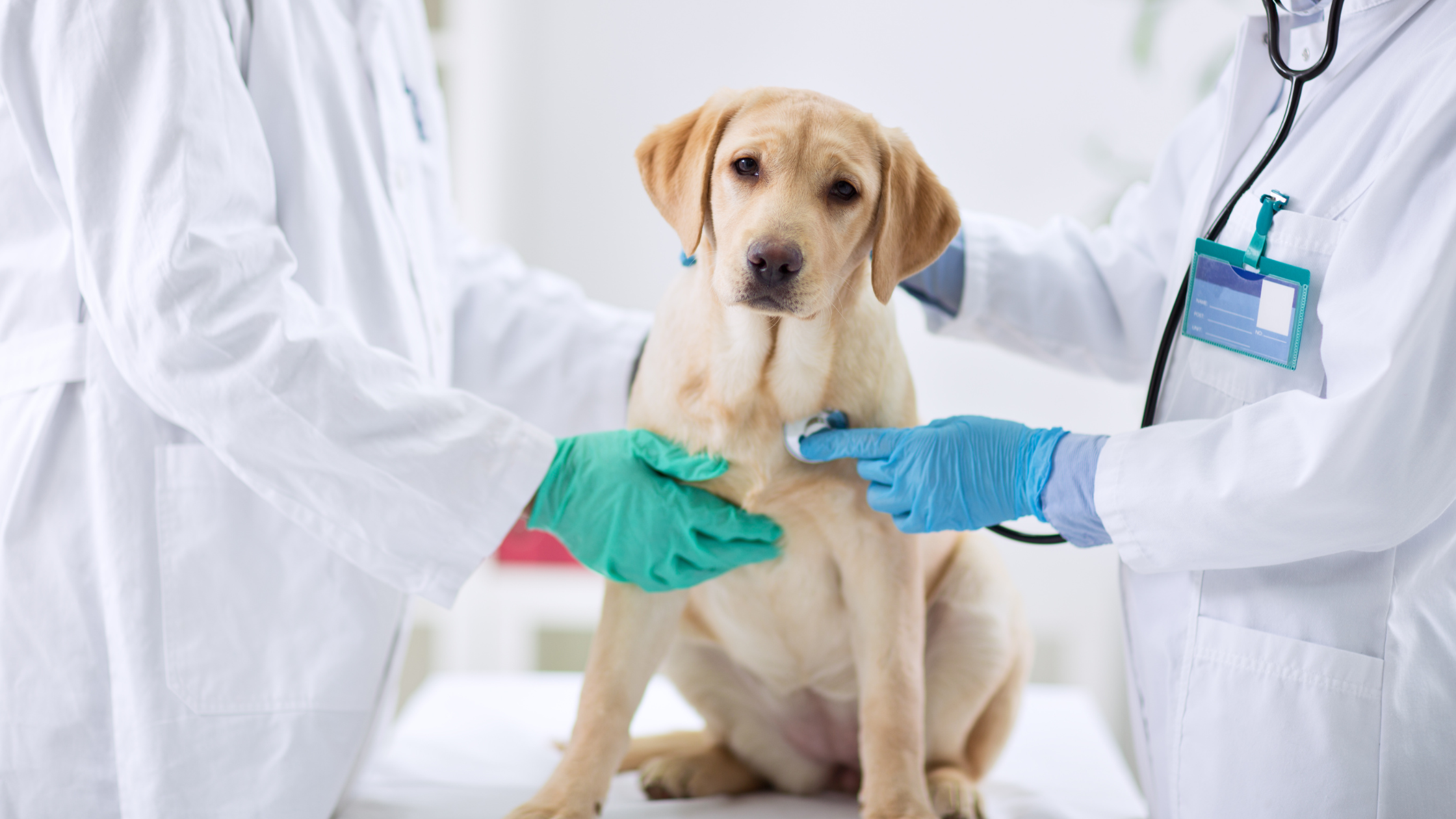 De 5 duurste behandelingen bij honden