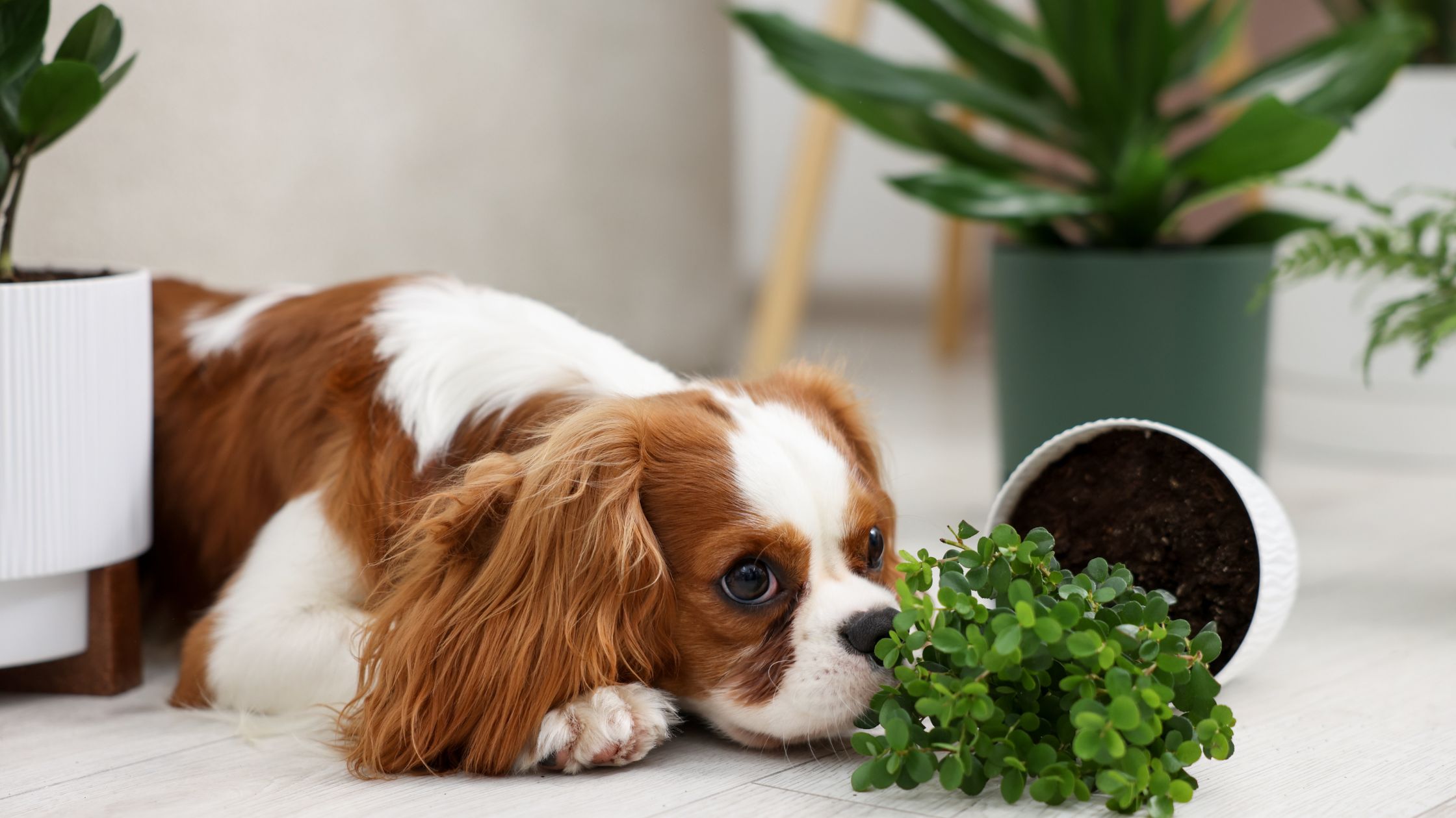 Giftige planten voor honden, zo voorkom je dat je hond ziek wordt