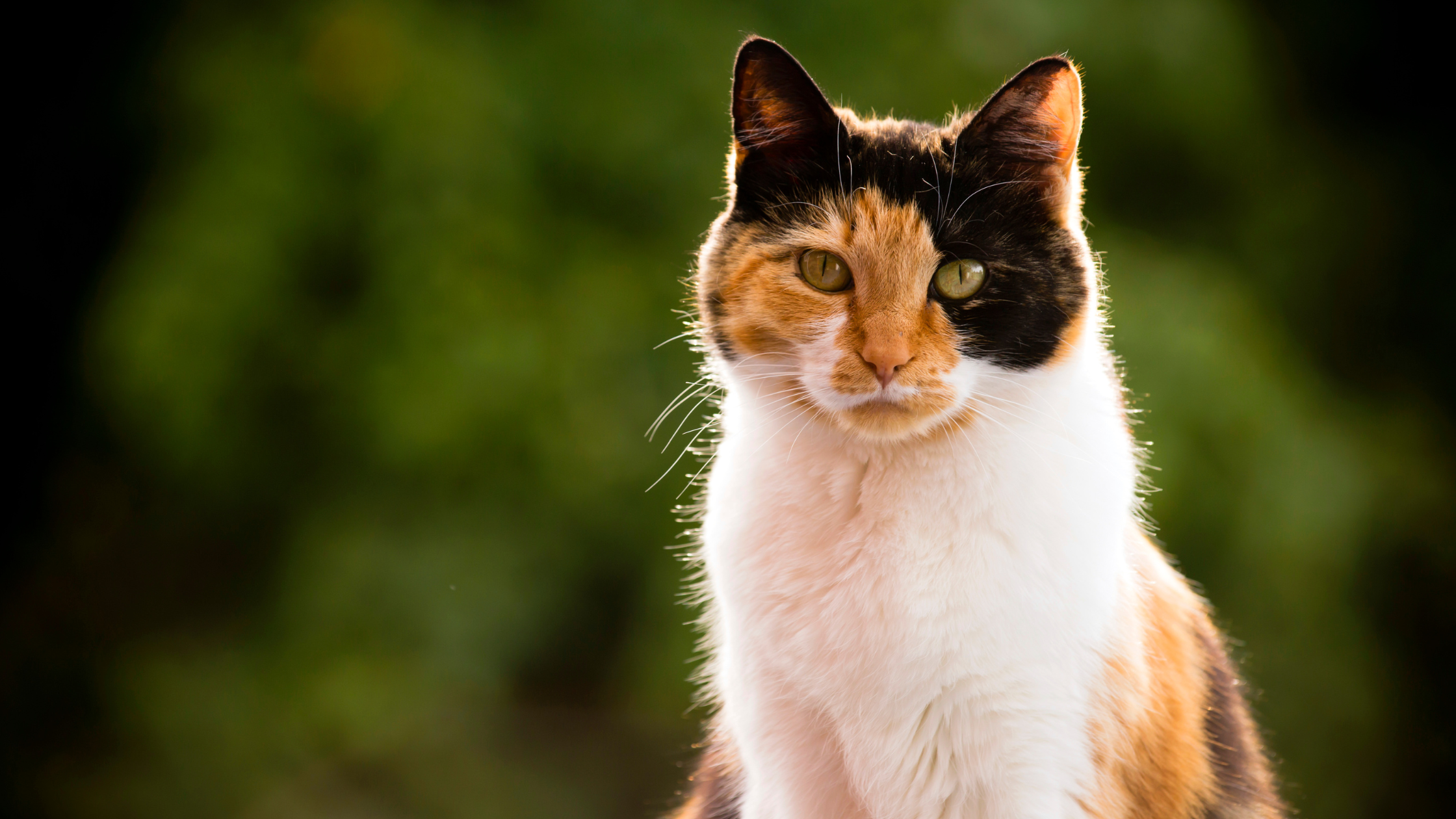 Hersenbloeding kat
