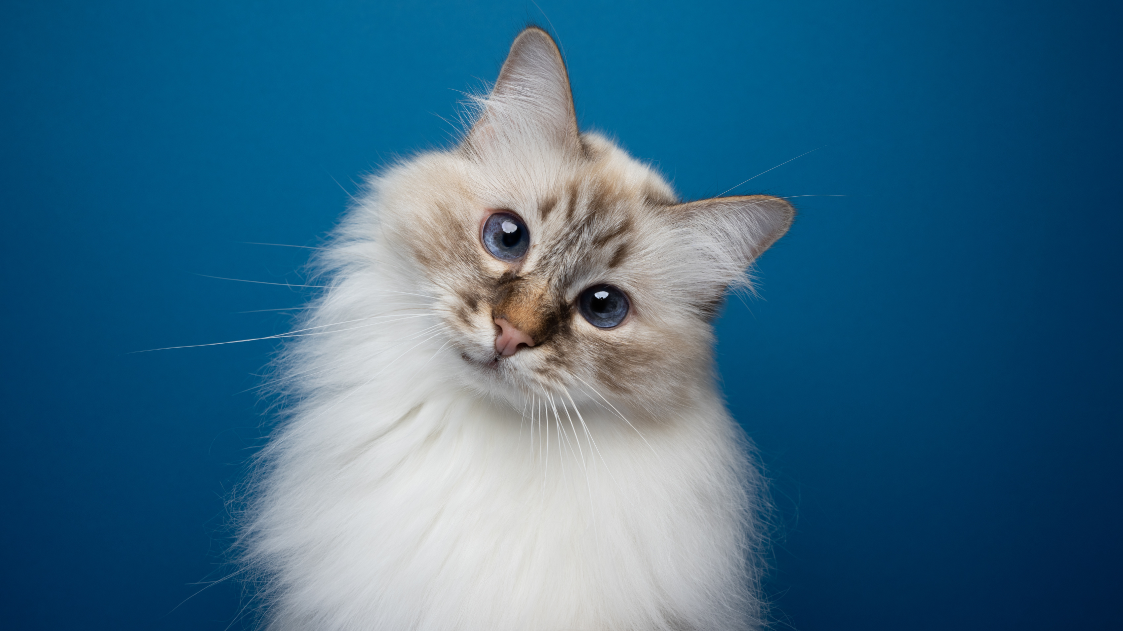 Een langharige kat houdt kop scheef, mogelijk door hersenbloeding kat. PetSecur