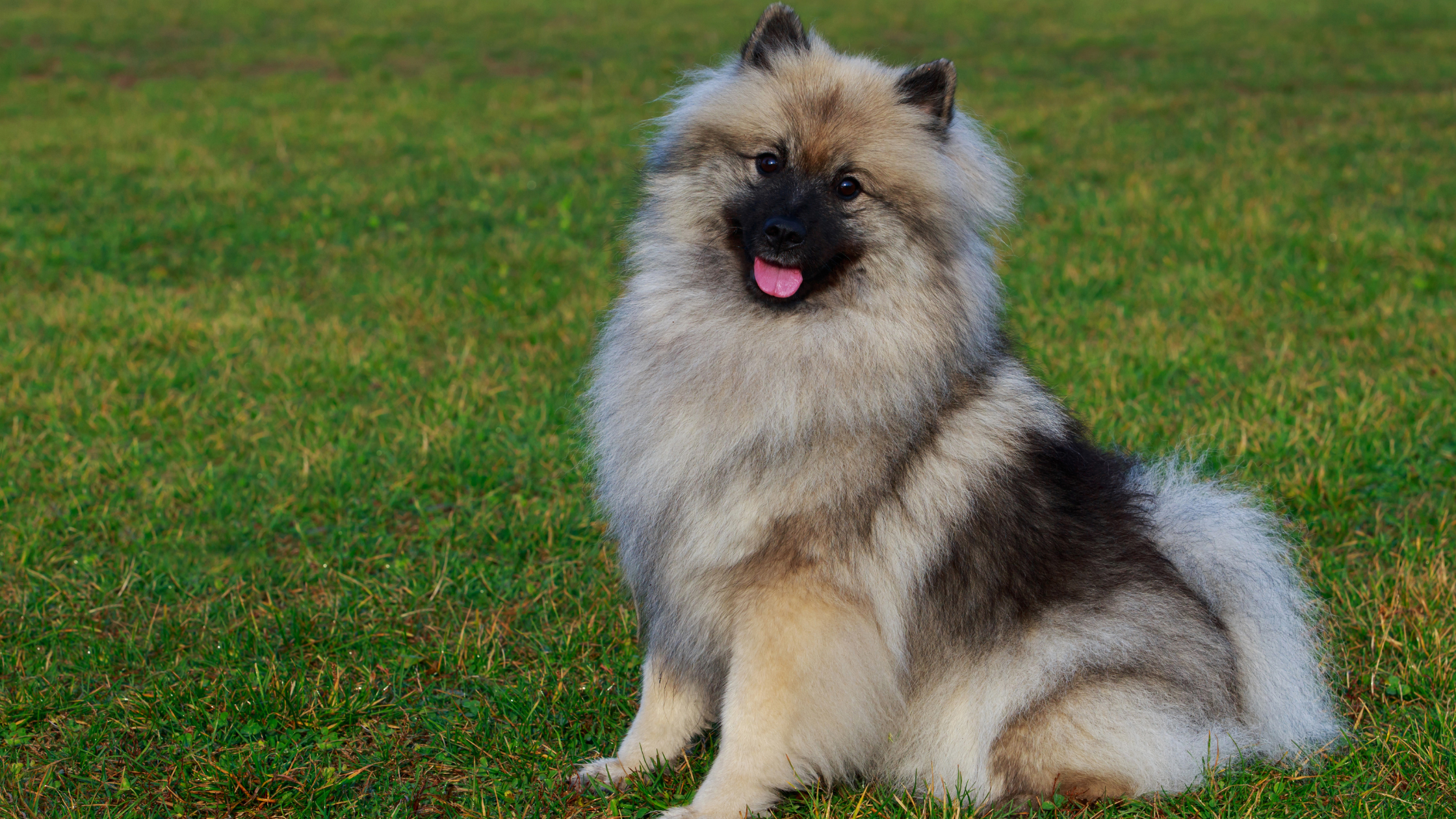Hoeveel kost een Keeshond PetSecur