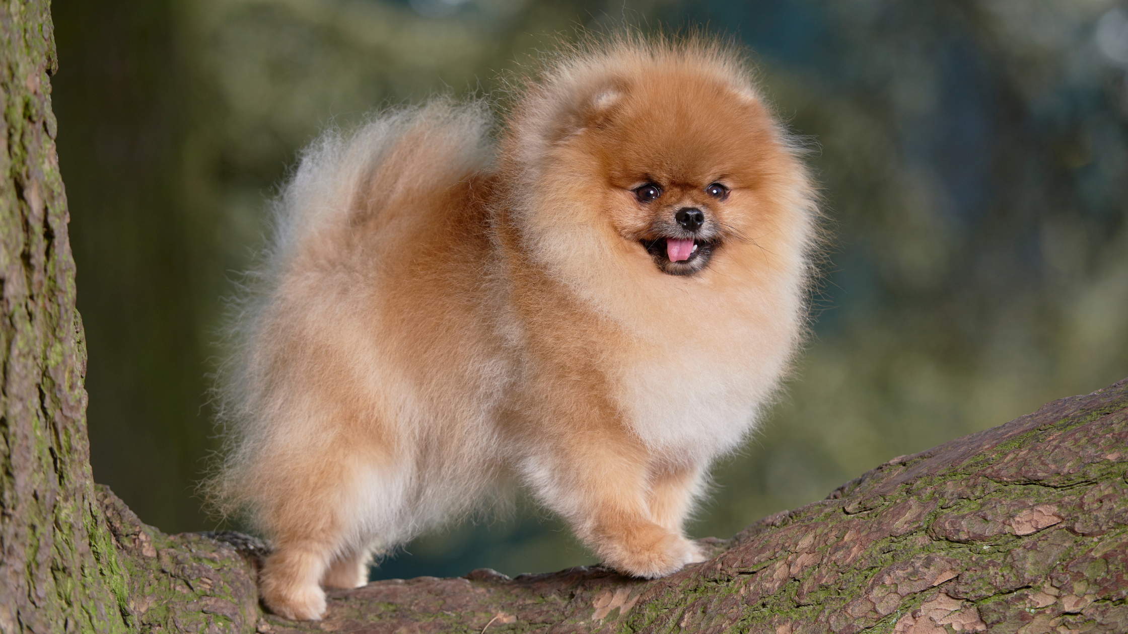 Dwerg Keeshond (ook wel Pomeriaan genoemd). PetSecur