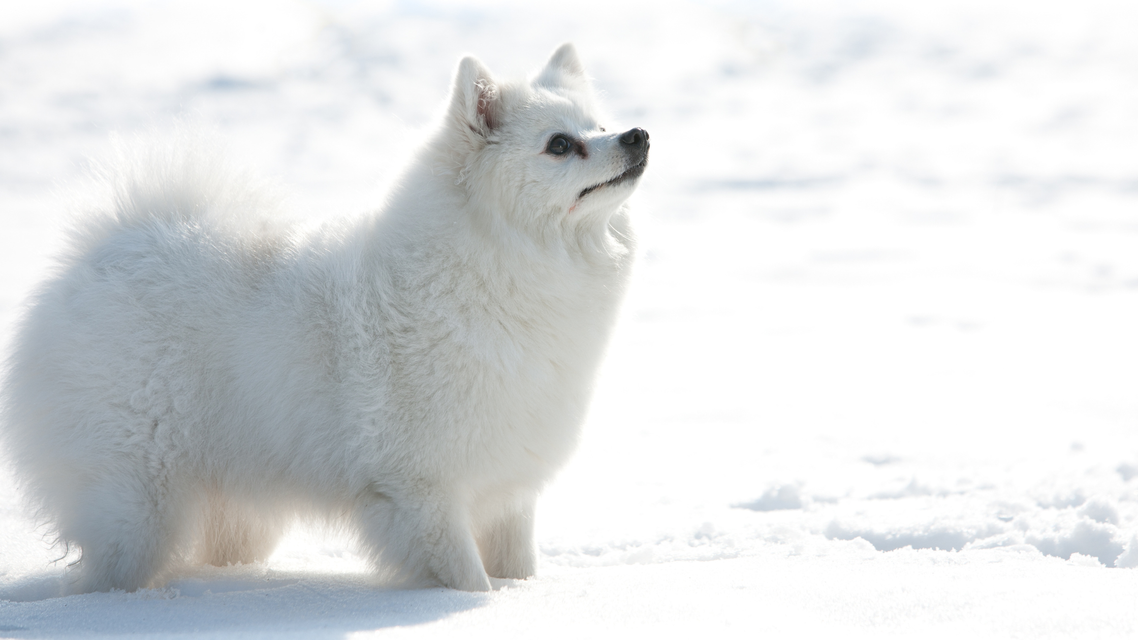 Kleine Keeshond. PetSecur