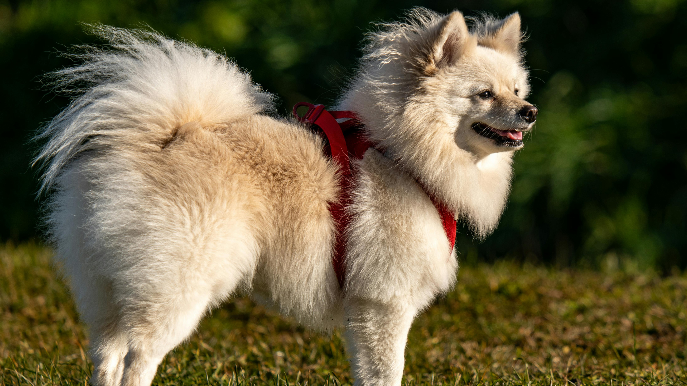 Middenslag Keeshond. PetSecur
