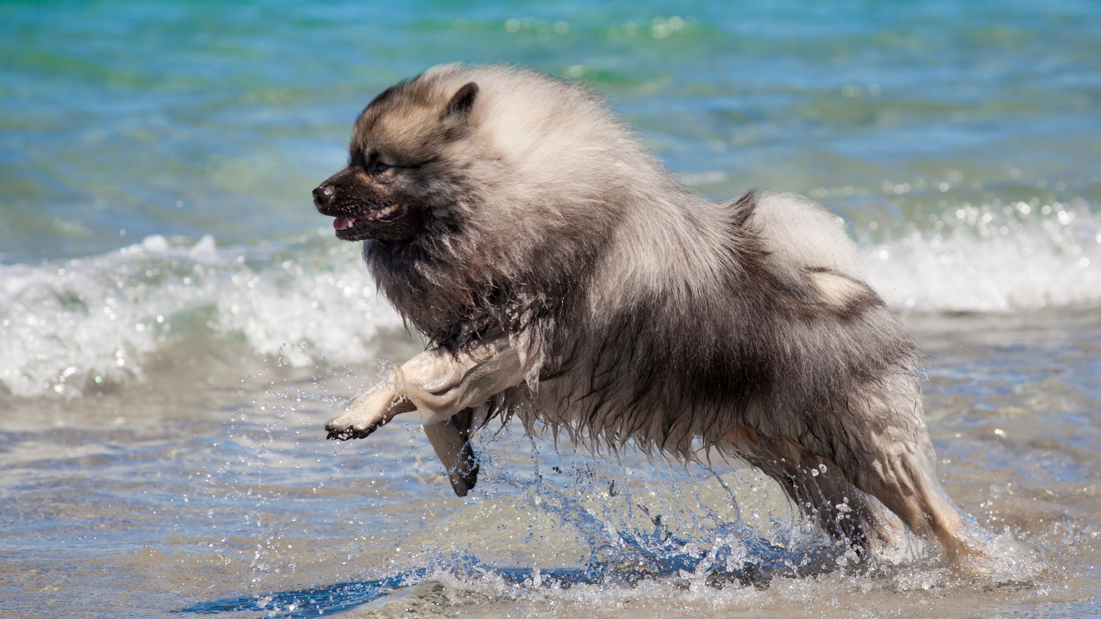 Grote Keeshond. PetSecur