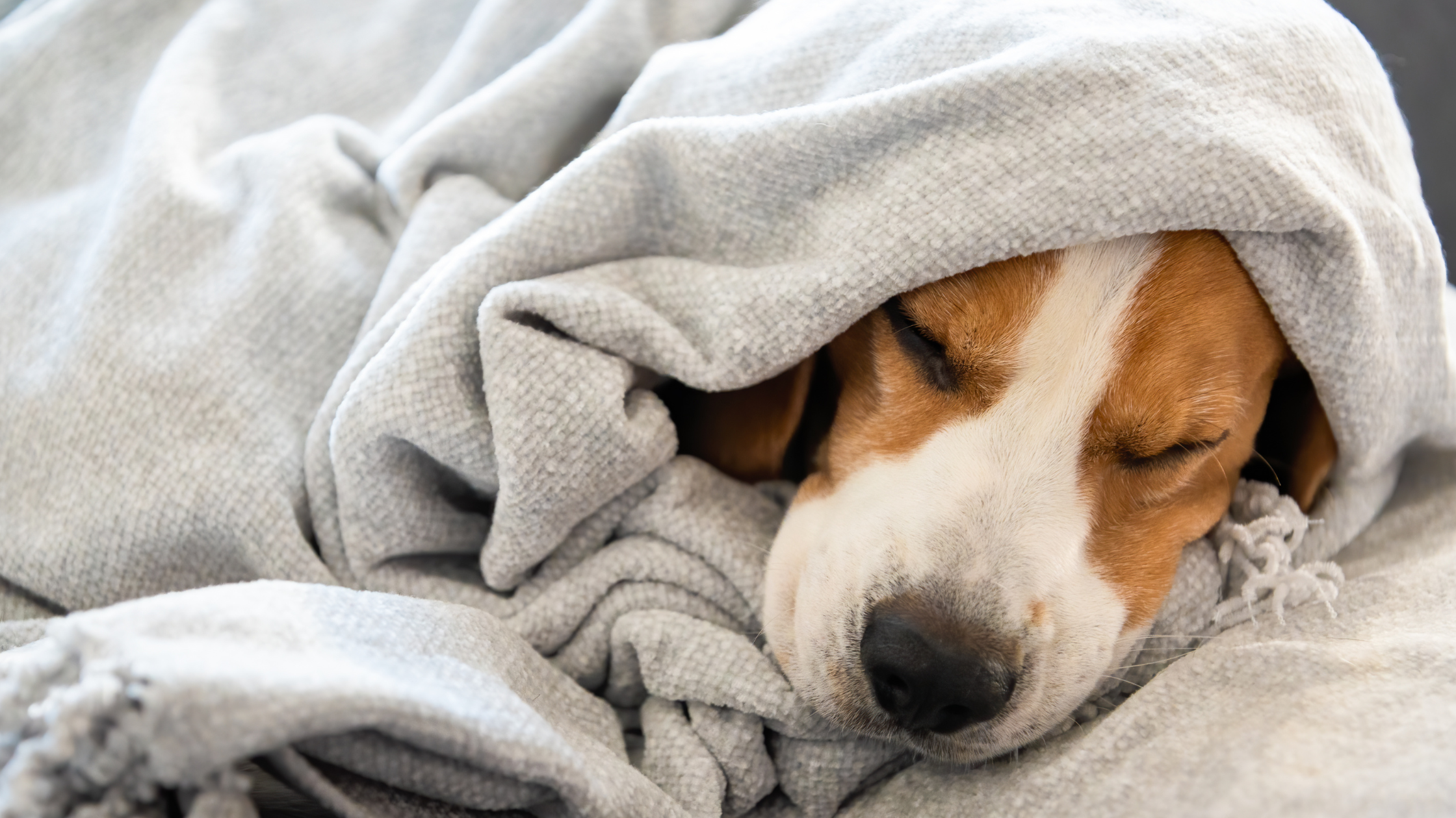 Hoeveel slaapt een hond? Alles over het slaapgedrag van je hond