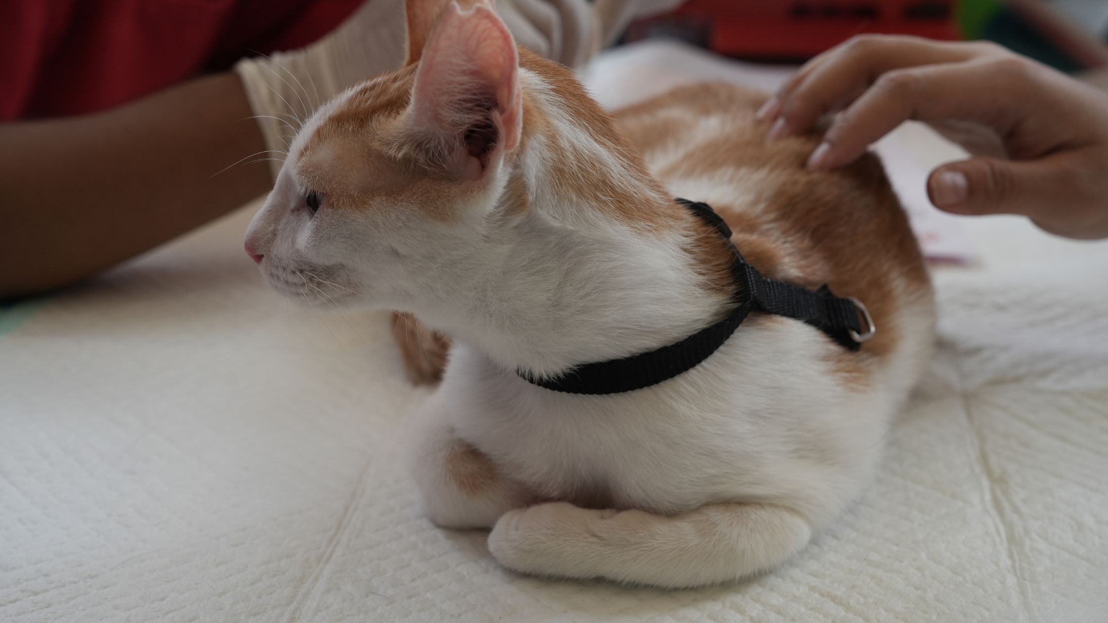 Een kat met een tuigje heeft een huidprobleem en daardoor veel jeuk