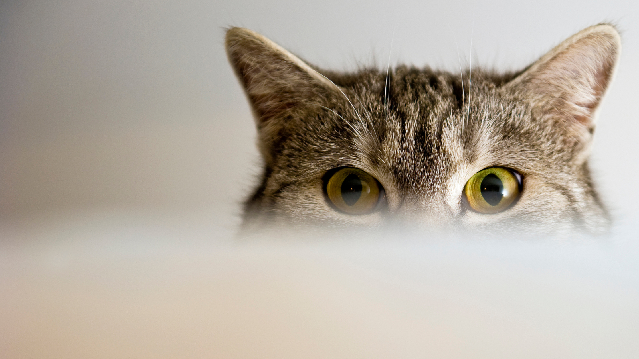 Kosten oogoperatie kat