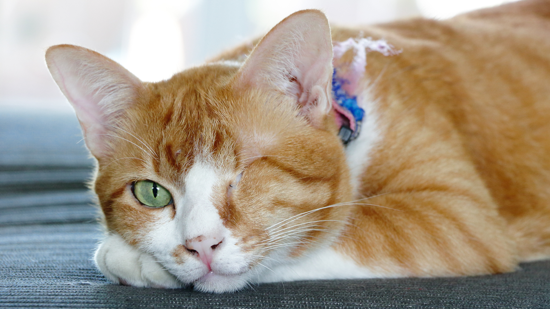 Rode kat met 1 oog ligt op de grond. PetSecur