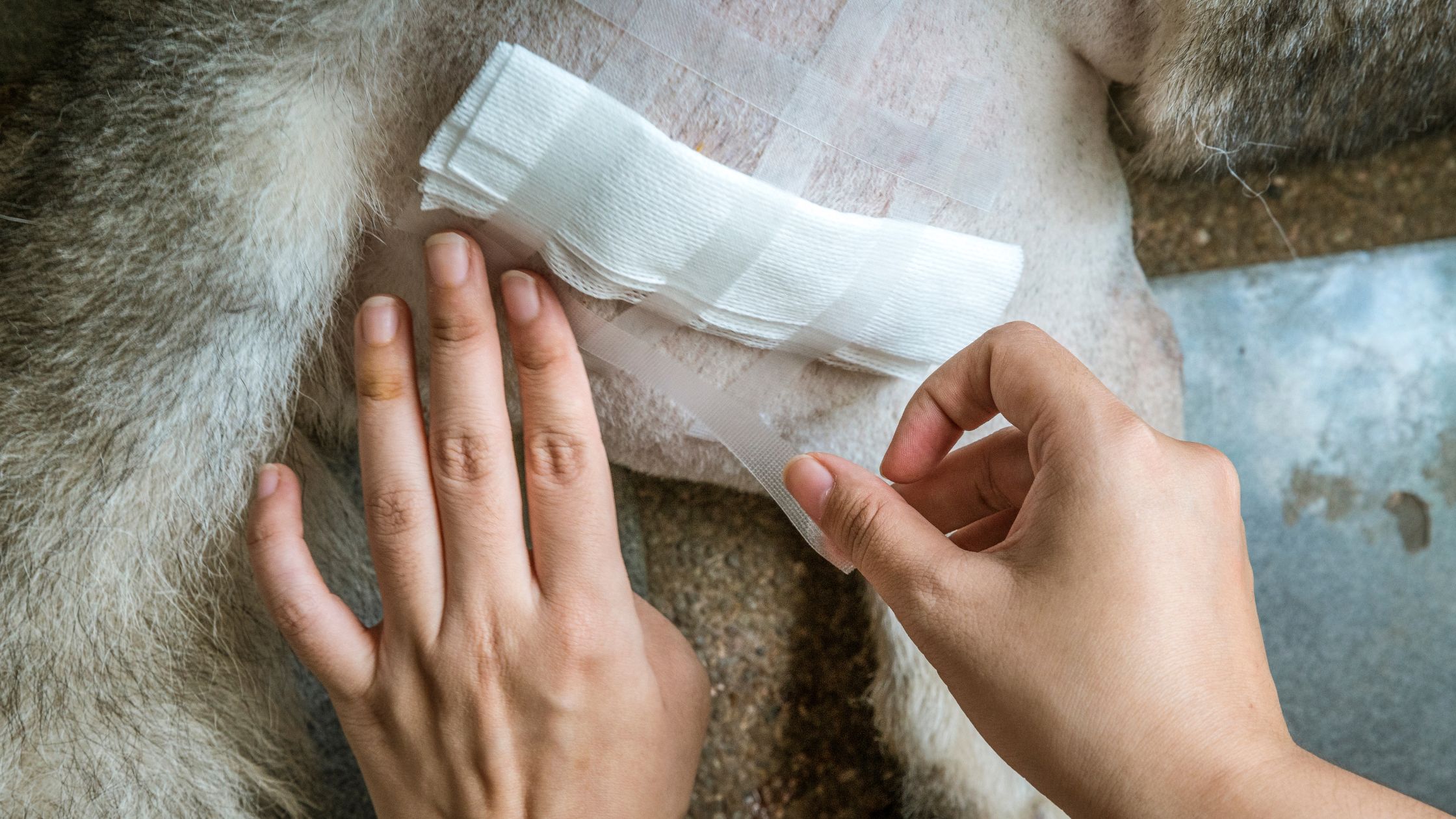 Kosten wondbehandeling hond
