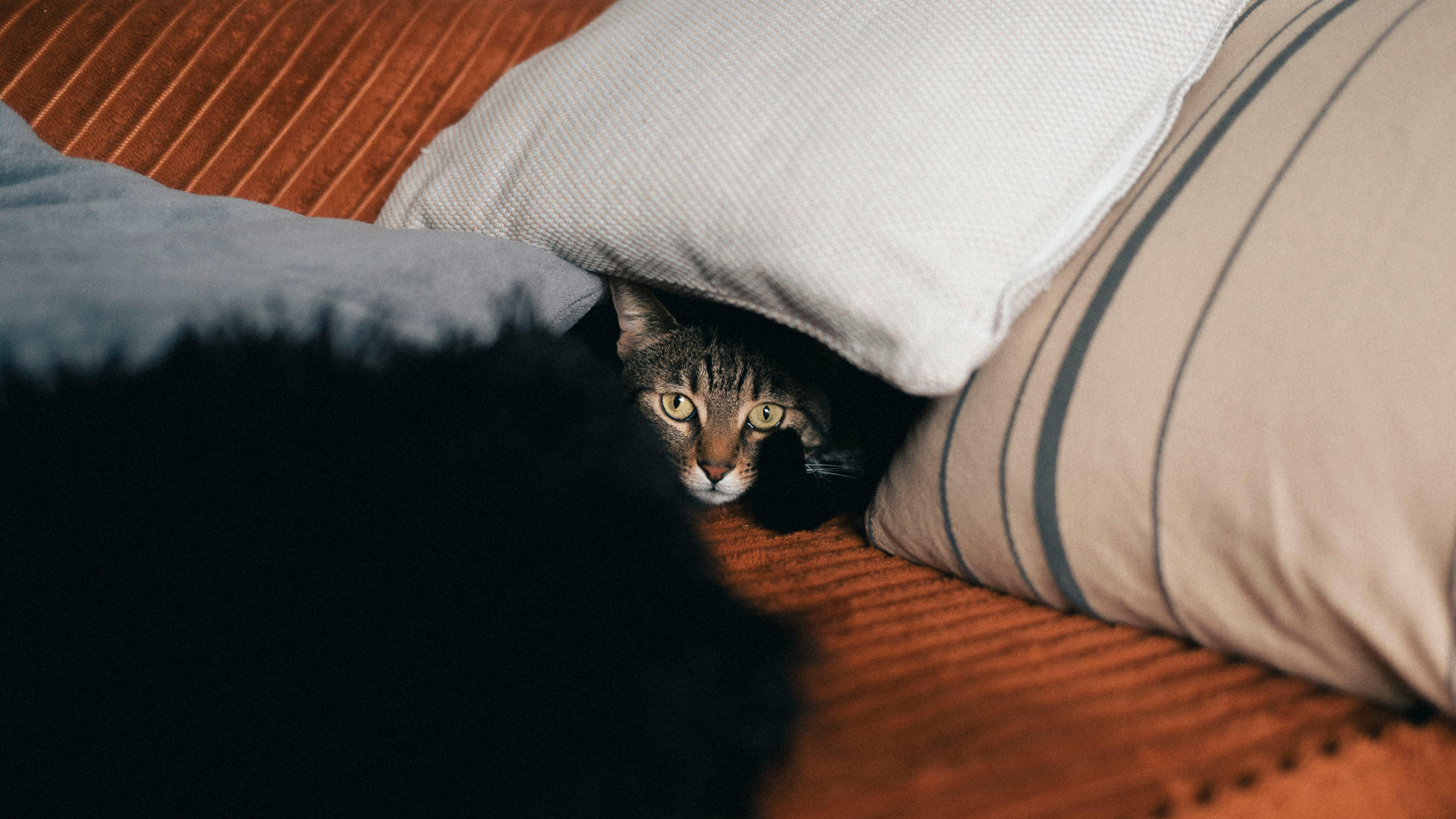 Kat is ziek en verstopt zich. PetSecur