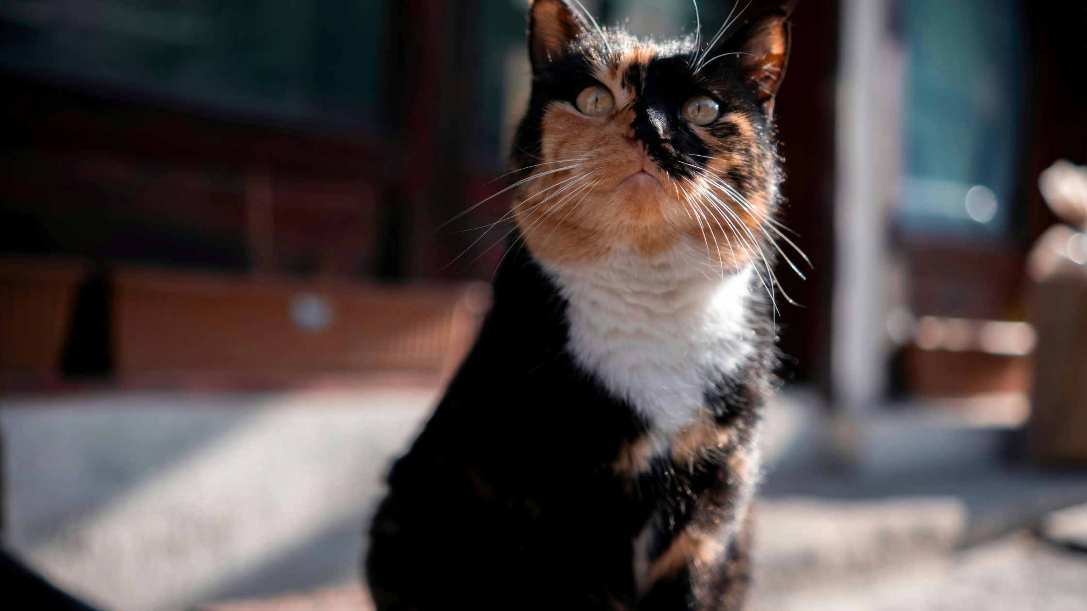 Leuke feitjes over lapjeskatten: waarom deze driekleurige katten zo bijzonder zijn
