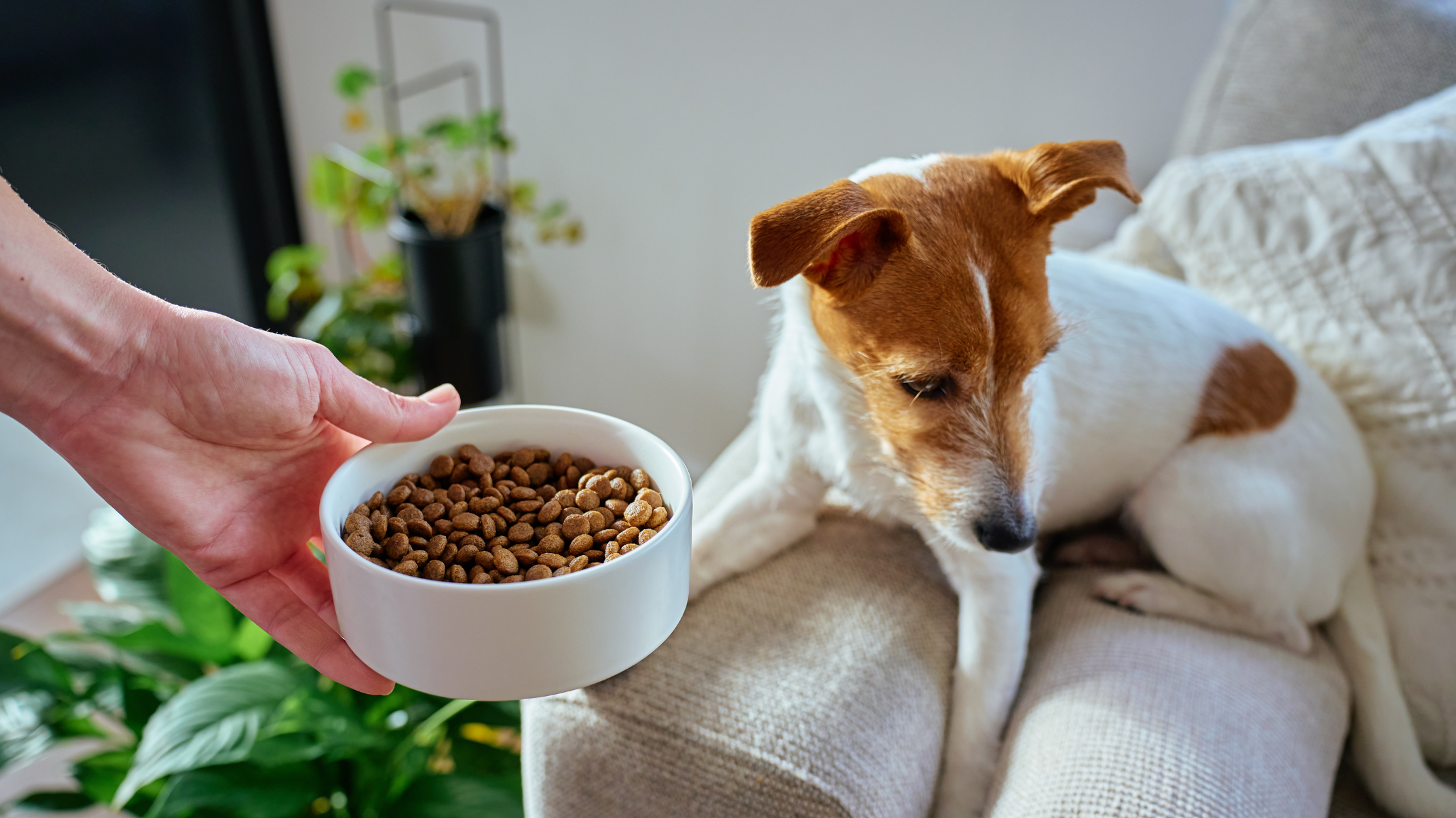 Jack Russell weigert brokken te eten. PetSecur