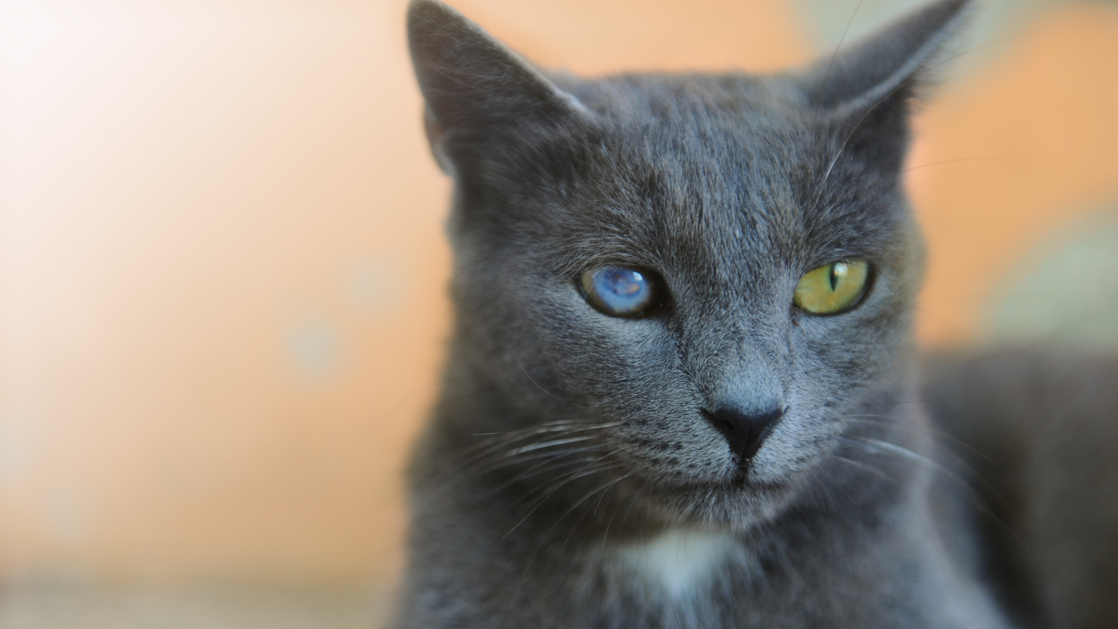 Staar bij katten. Een grijze kat met staar aan 1 oog. PetSecur