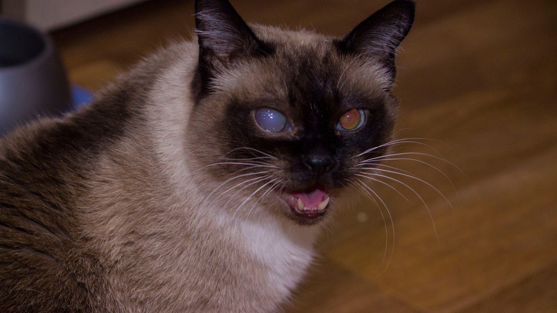 Kat met staar aan 1 oog. PetSecur