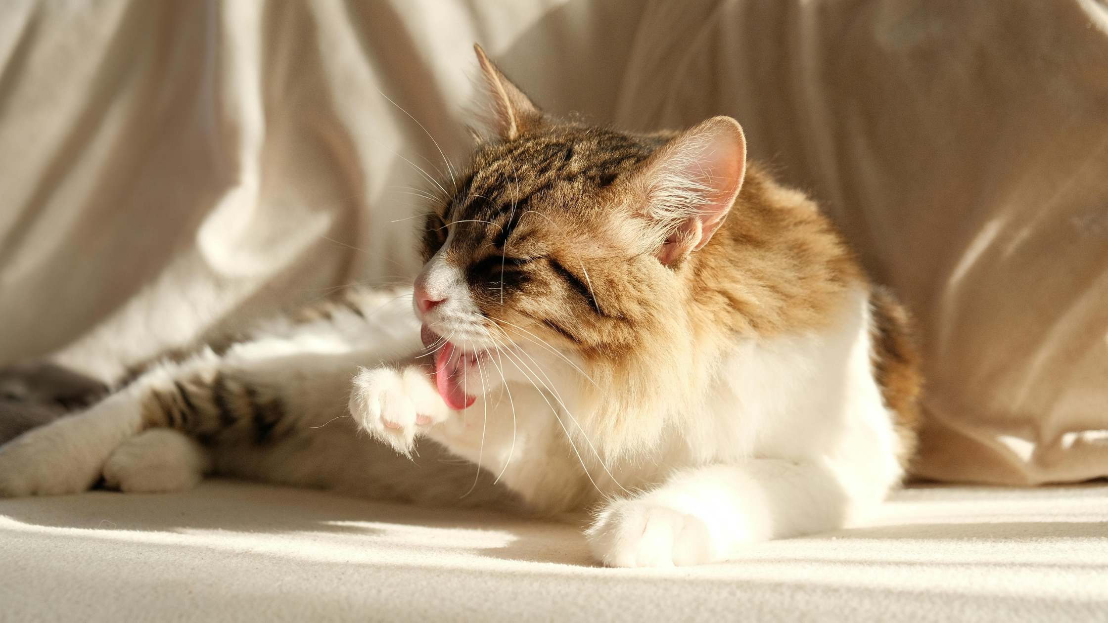 Een langharige kat ligt zijn pootje te wassen op de grond. PetSecur