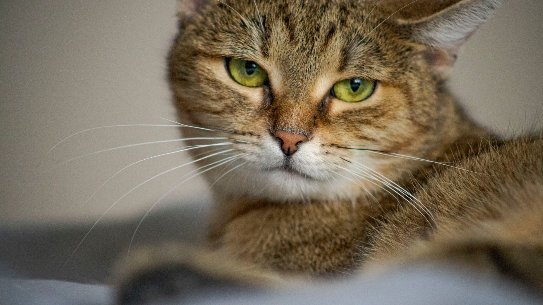 Temperatuur opnemen bij je kat PetSecur