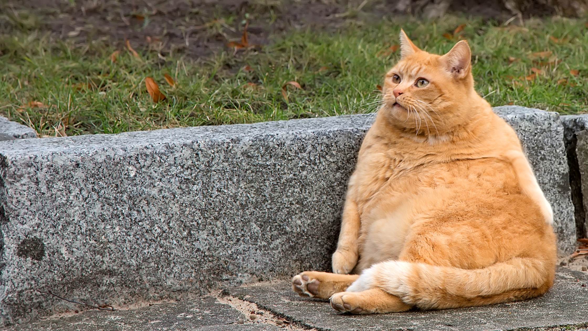 Vetbult bij katten PetSecur