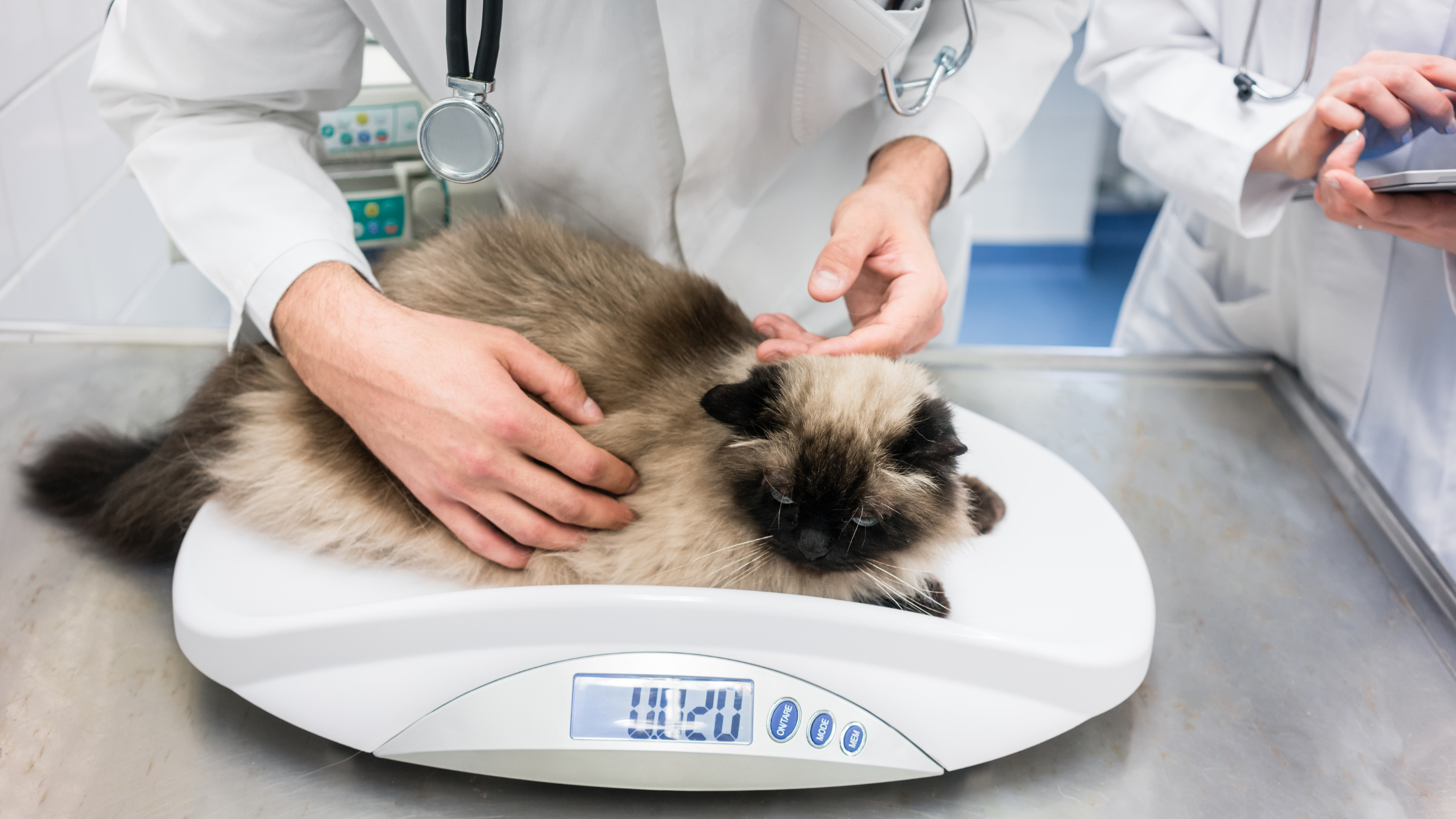 Kat ligt op weegschaal bij dierenarts. PetSecur