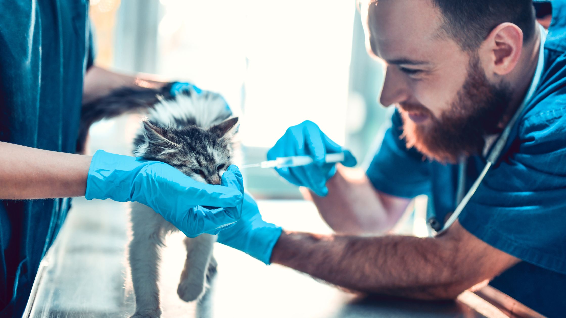 Antibiotica bij katten PetSecur