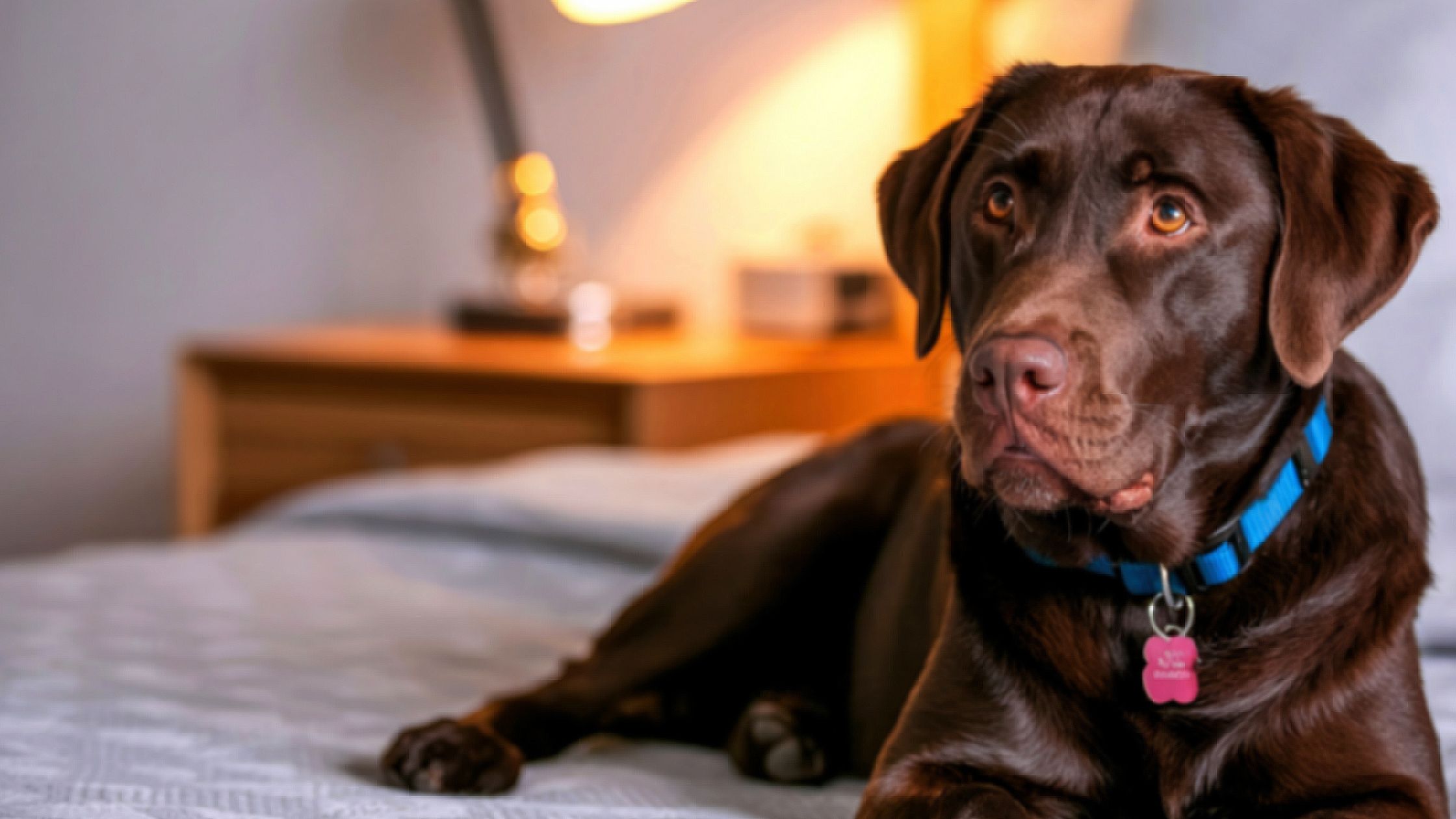Beste halsbanden voor honden: waar let je op?