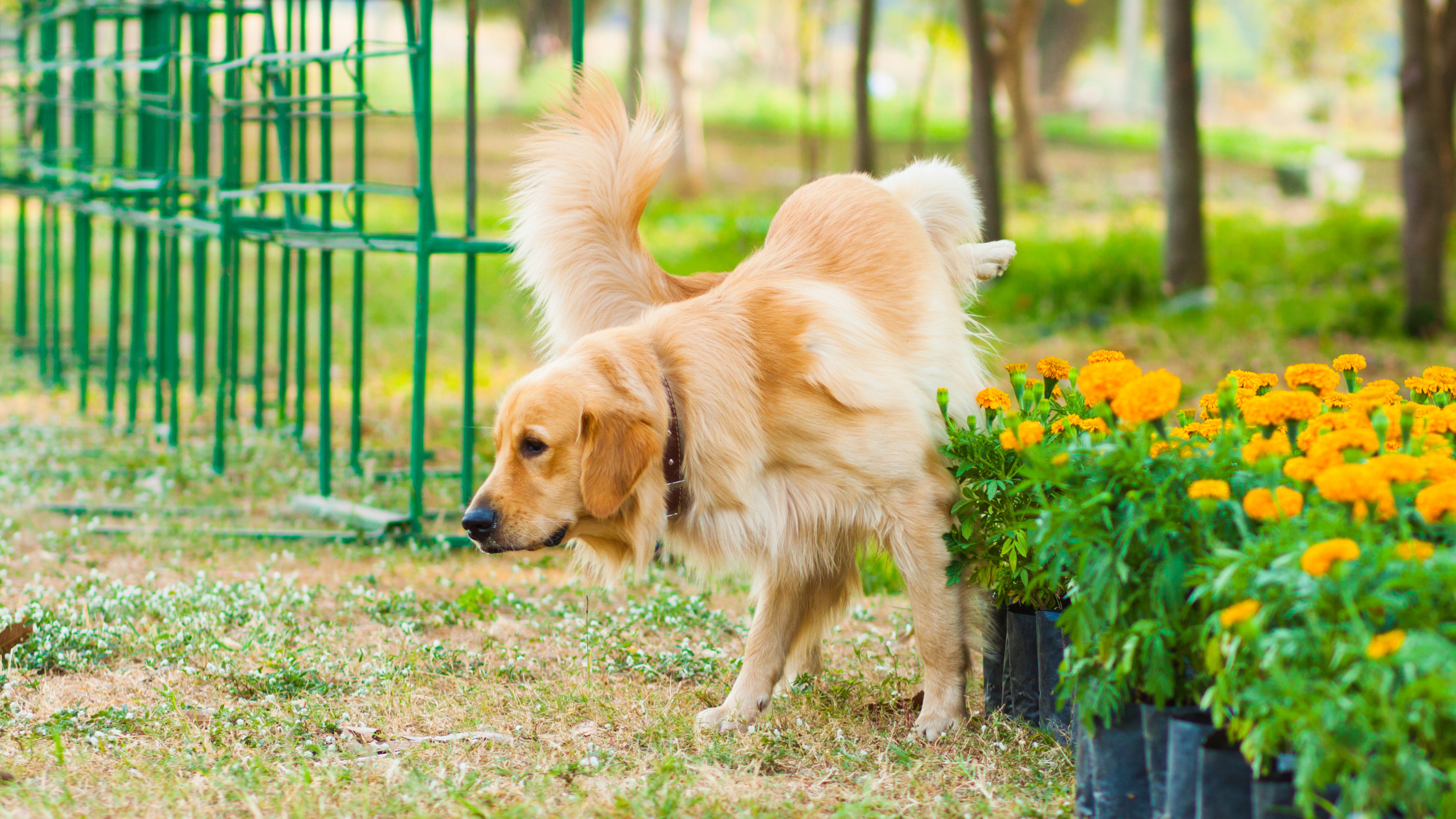 Blaasgruis hond