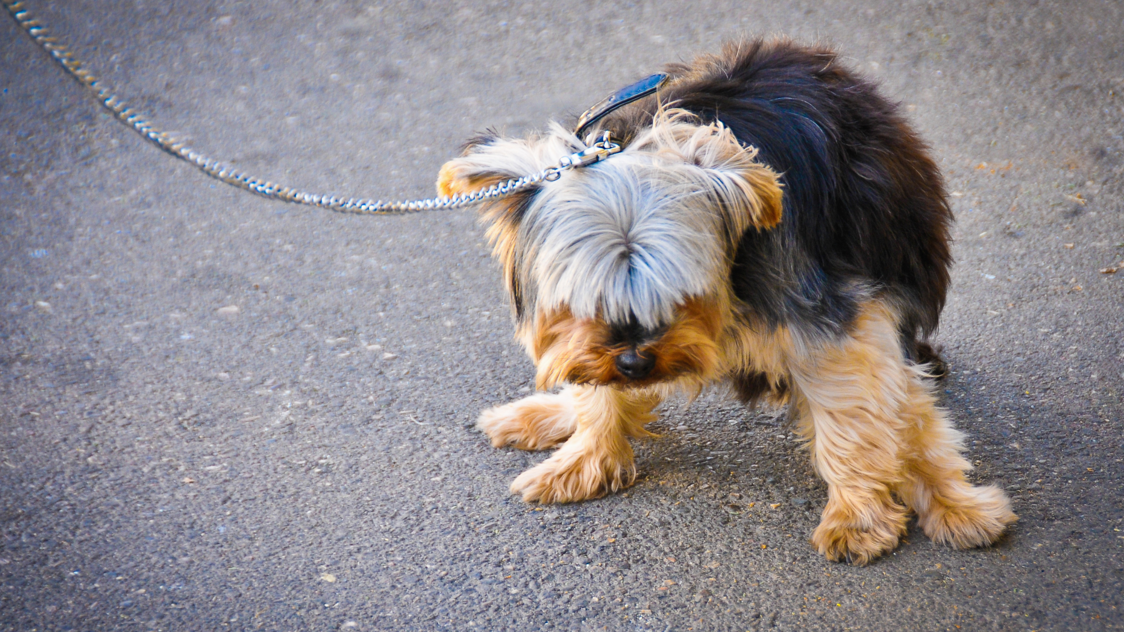 Een kleine hond met blaasgruis probeert te plassen. PetSecur
