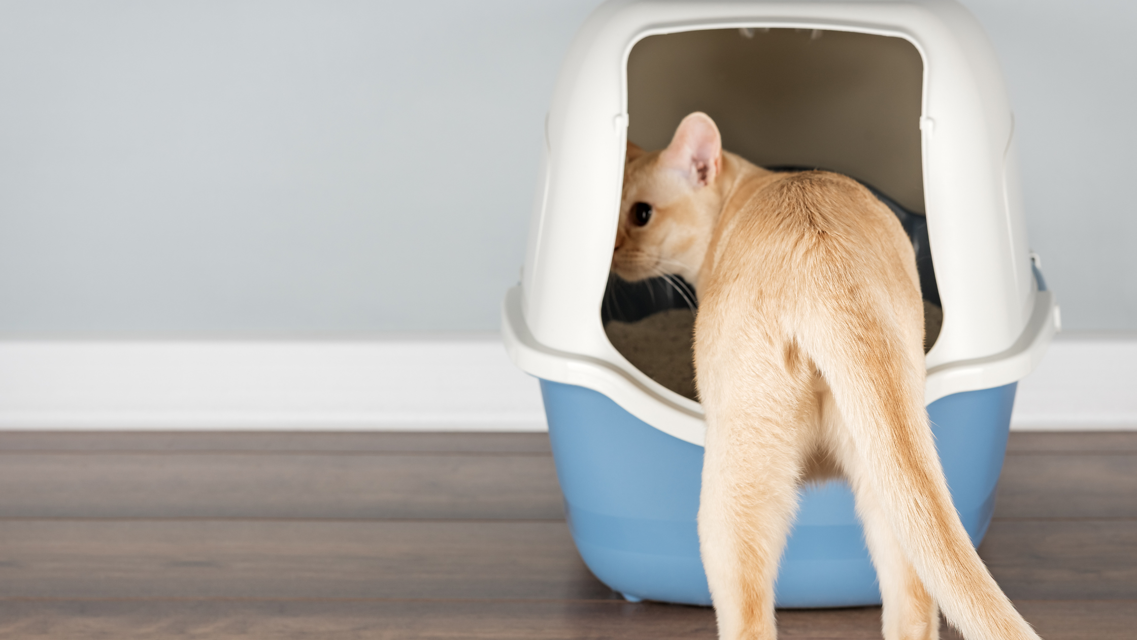 Blaasstenen kat: oorzaken, symptomen en behandeling