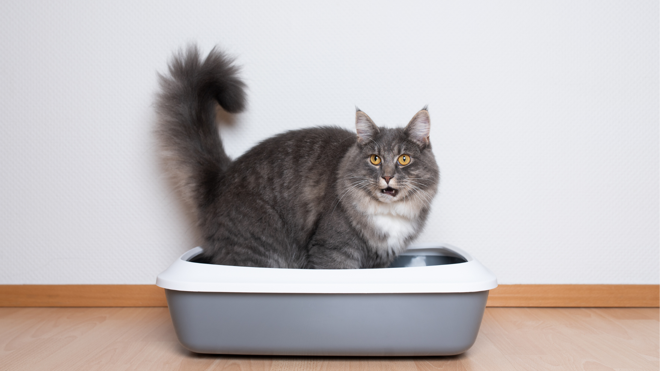 Kat heeft pijn bij plassen door blaasstenen. PetSecur