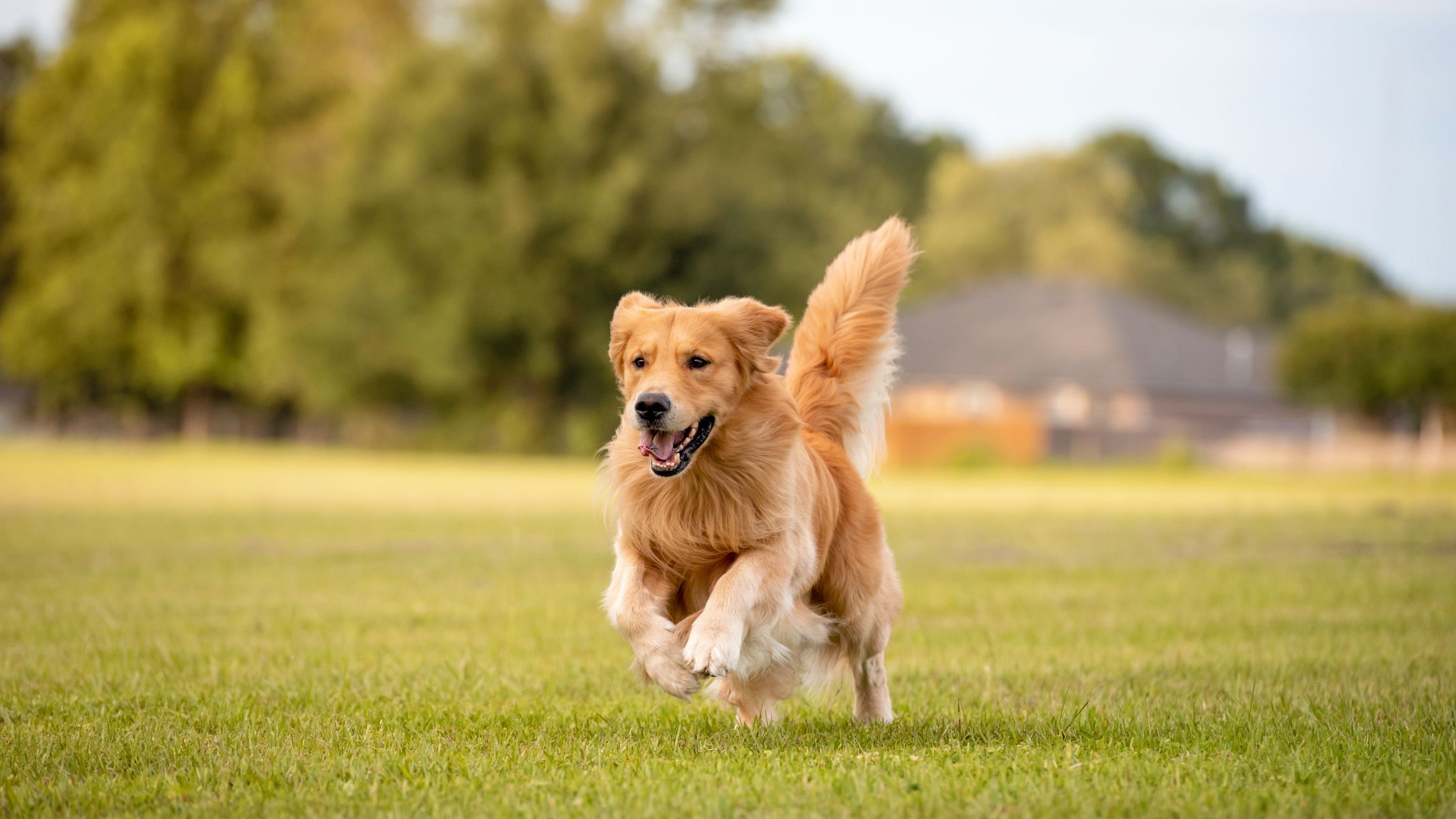 PetSecur steunt het Drents Dierentehuis met sponsoring