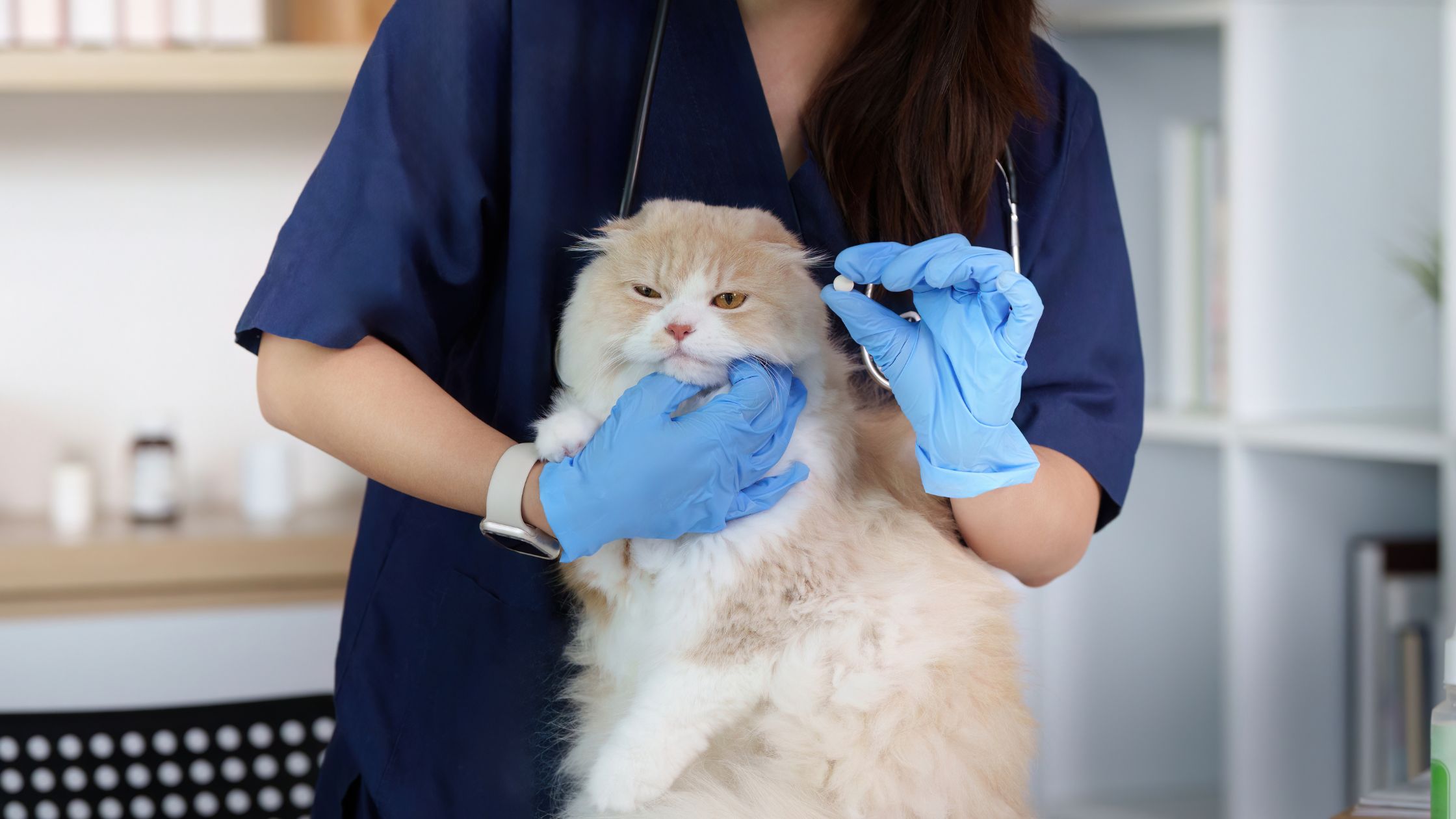 De 5 duurste behandelingen bij katten