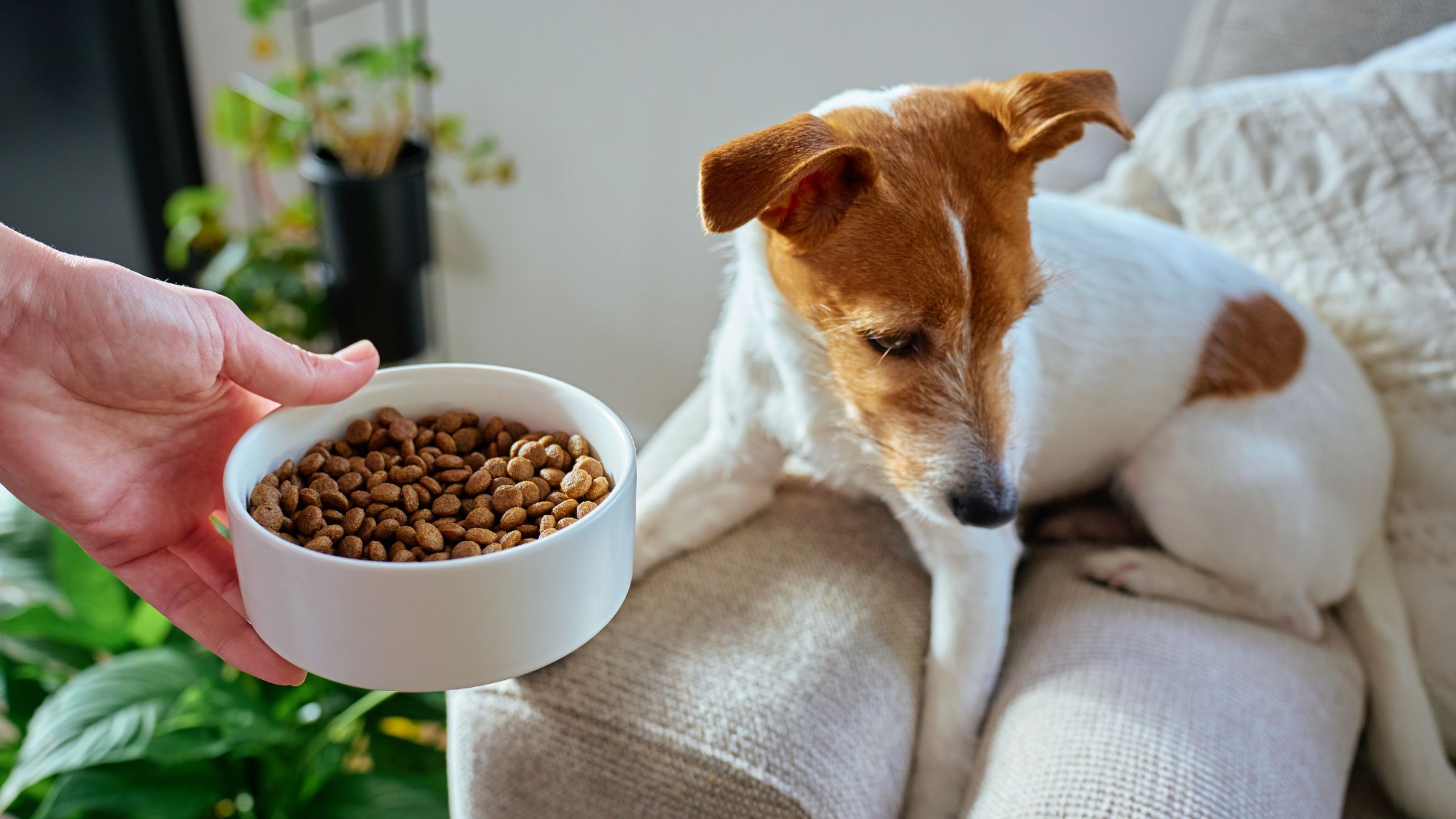 Eliminatiedieet bij honden PetSecur