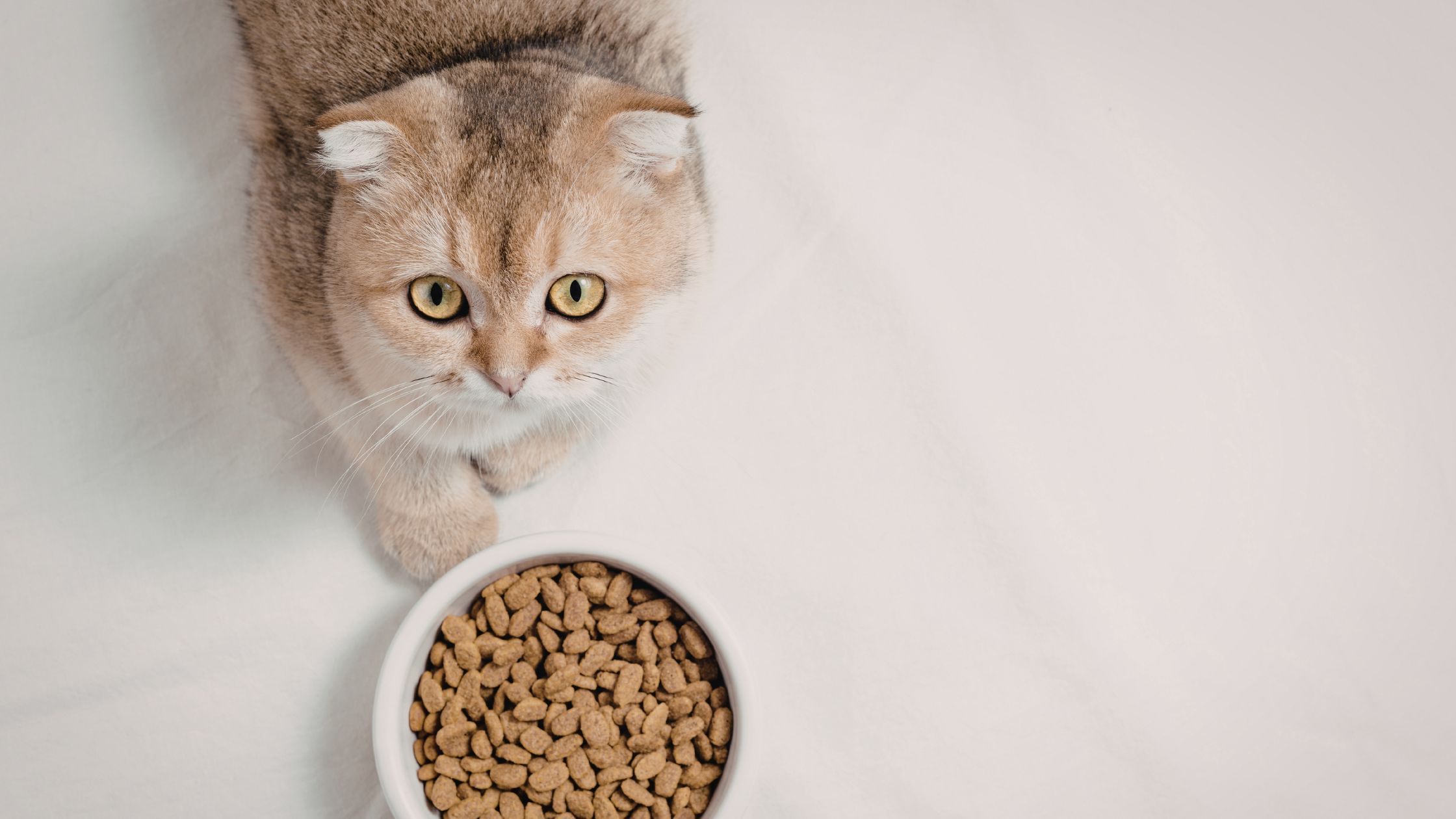 Eliminatiedieet kat: zo ontdek je een voedselallergie