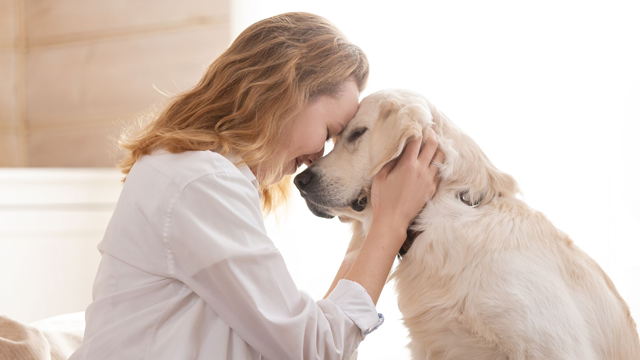 Hoe kan ik mijn premie berekenen voor mijn hond?