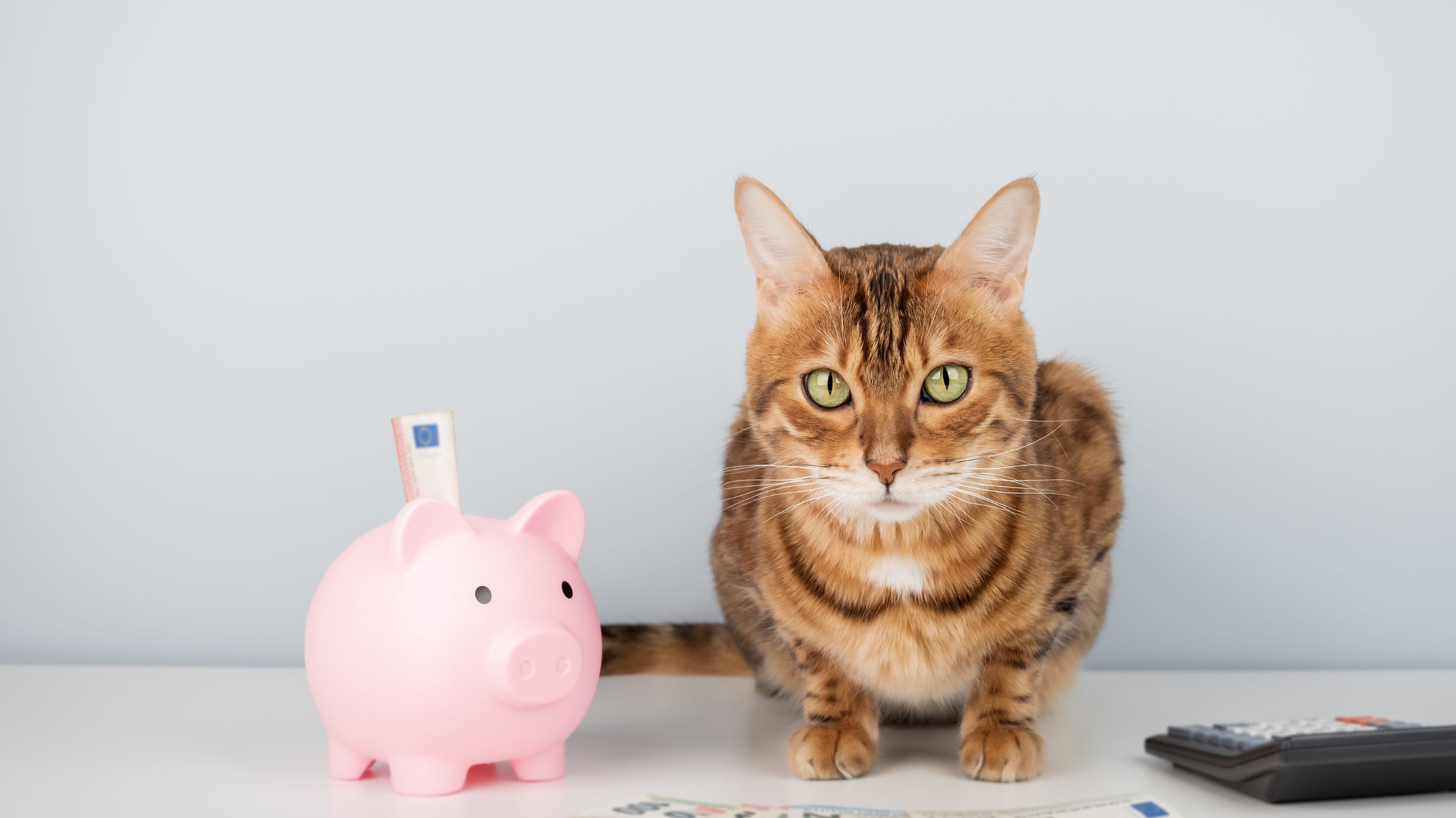 Hoe kan ik mijn premie berekenen voor mijn kat? PetSecur