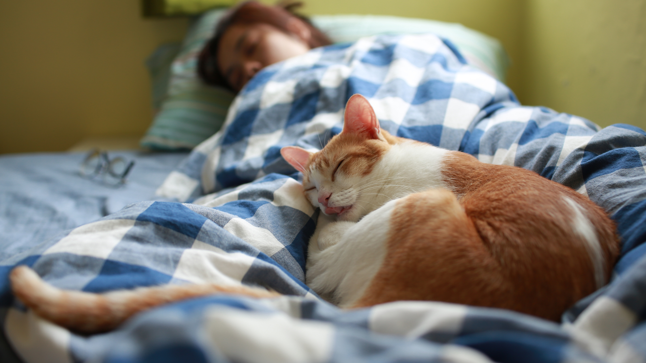 Een rood met witte kat slaapt op bed bij het baasje. PetSecur