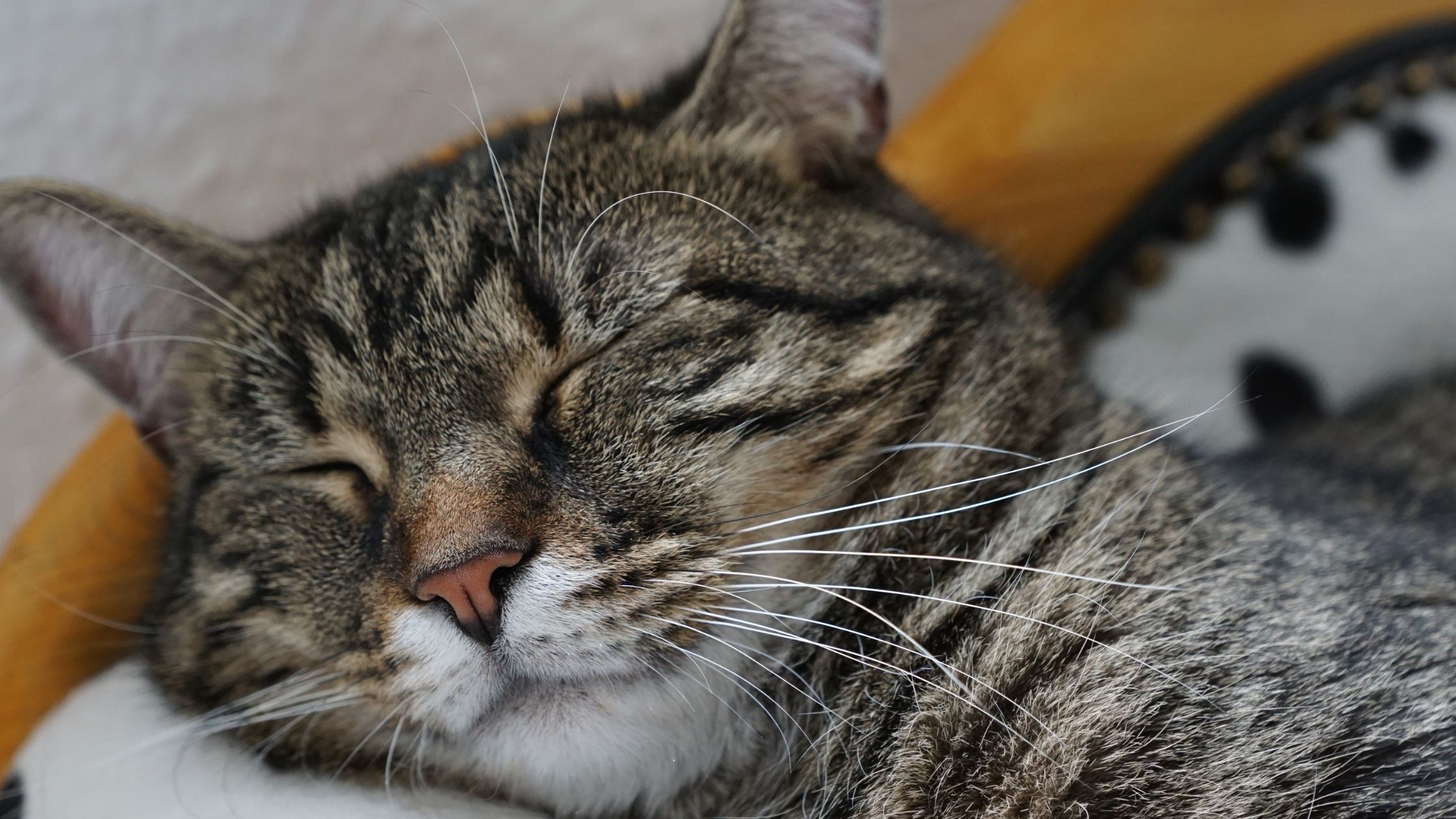Koorts bij katten: waar heeft je kat last van en hoe herken je het