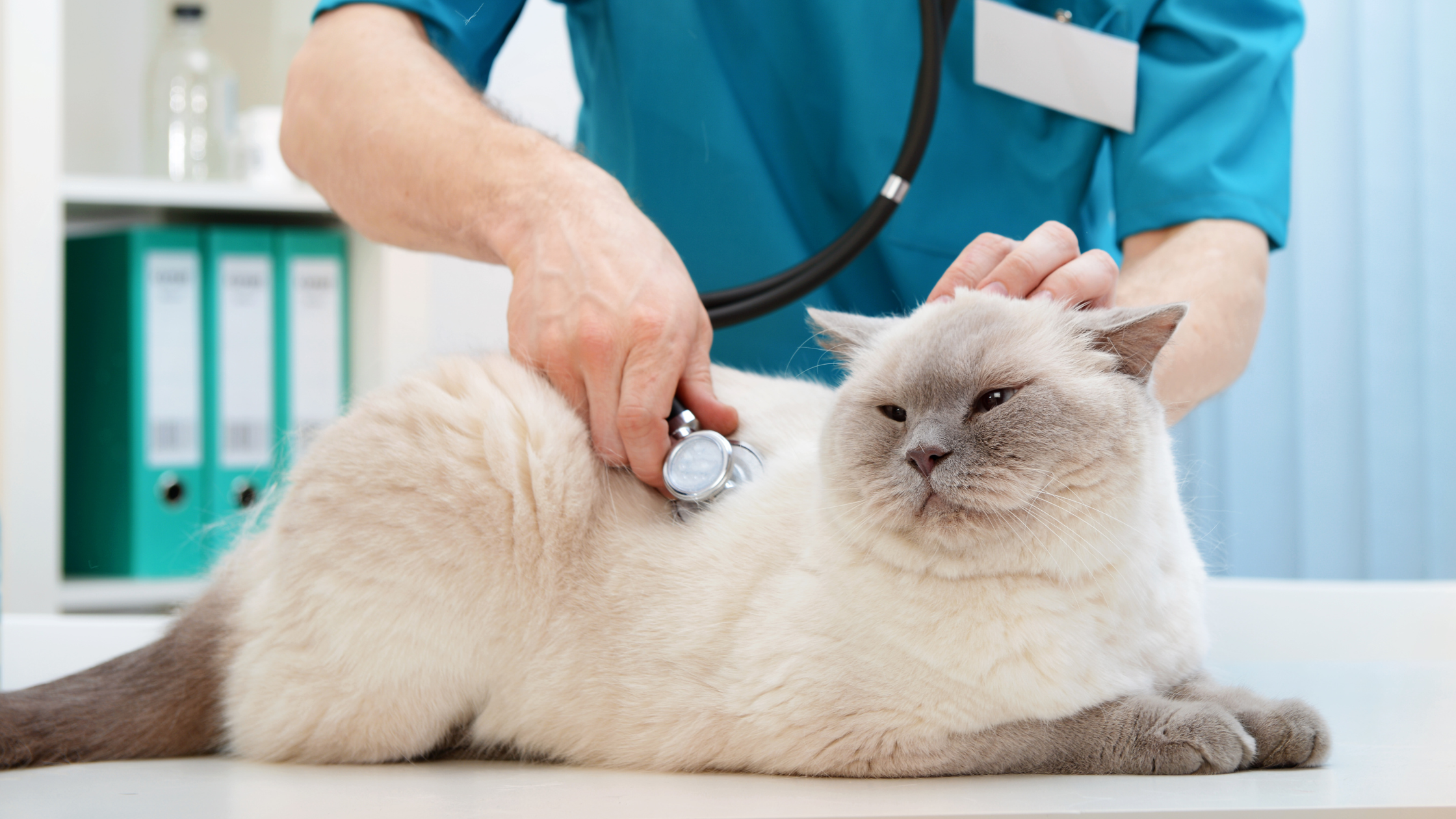Kosten biopt kat