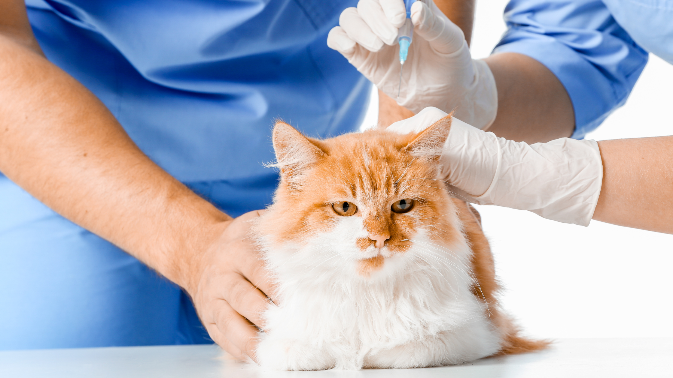 Een rood-witte kater ligt bij de dierenarts voor een biopt afname. PetSecur
