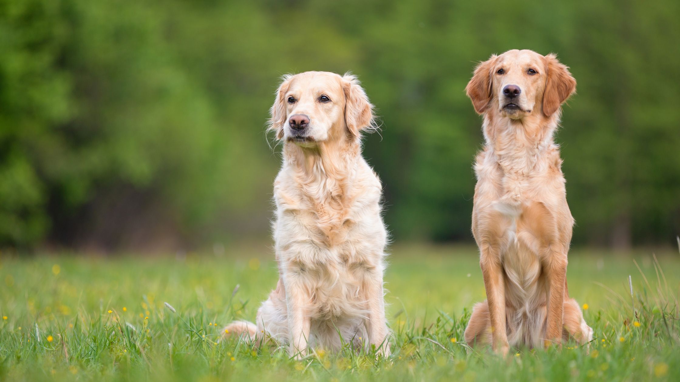 Loslopende Golden Retrievers bij een losloopgebied PetSecur