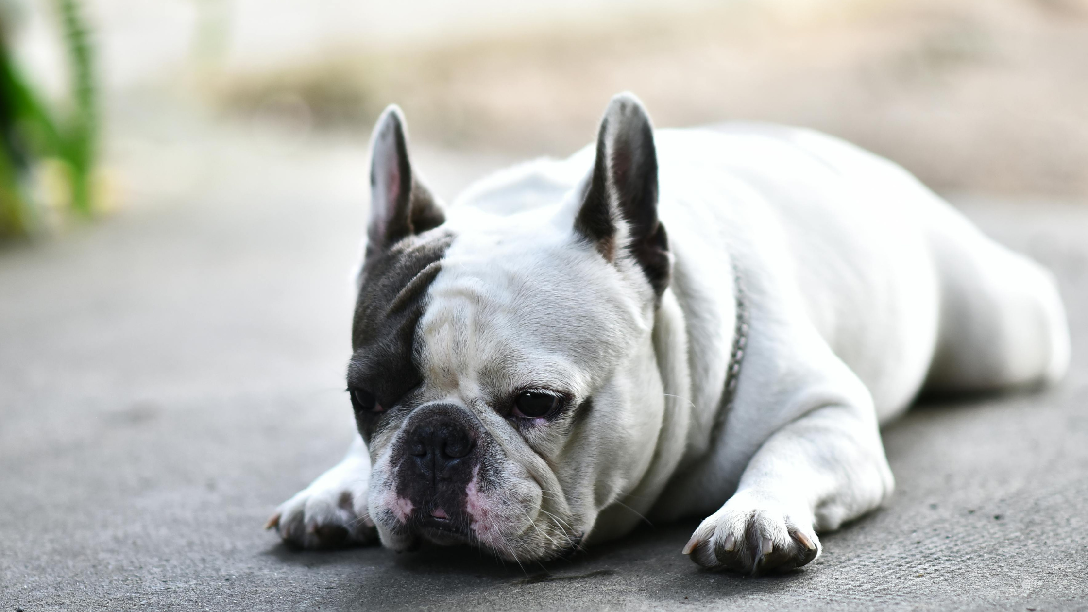 Luchtwegproblemen bij honden