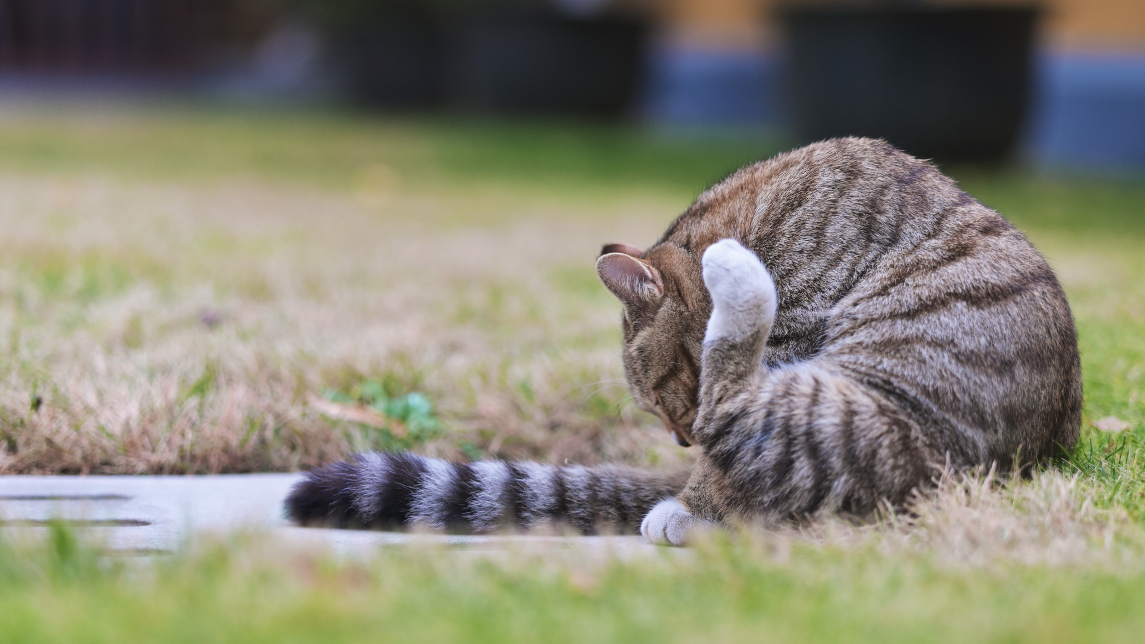 Ontstoken anaalklieren kat