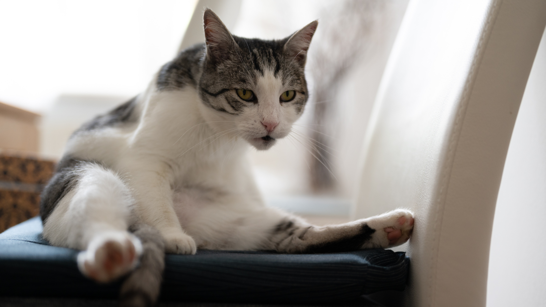 Kat aan het sleetje rijden door ontstoken anaalklieren. PetSecur