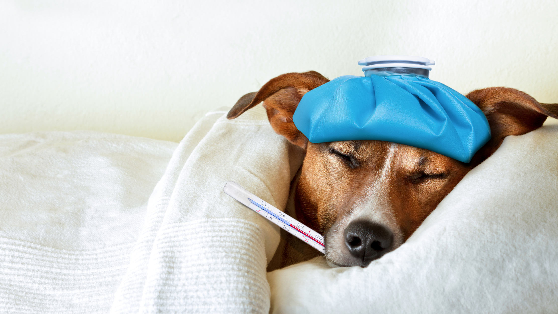 Temperatuur hond: wat geeft het aan?